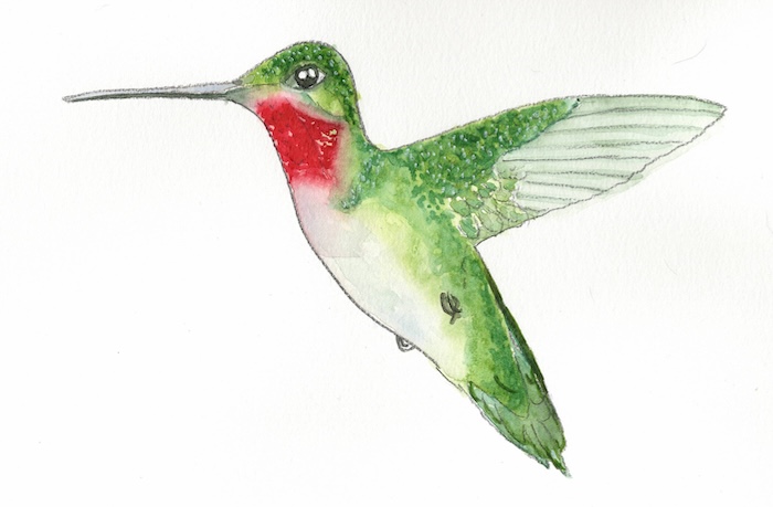 Watercolor Birds Digital Painting Kit