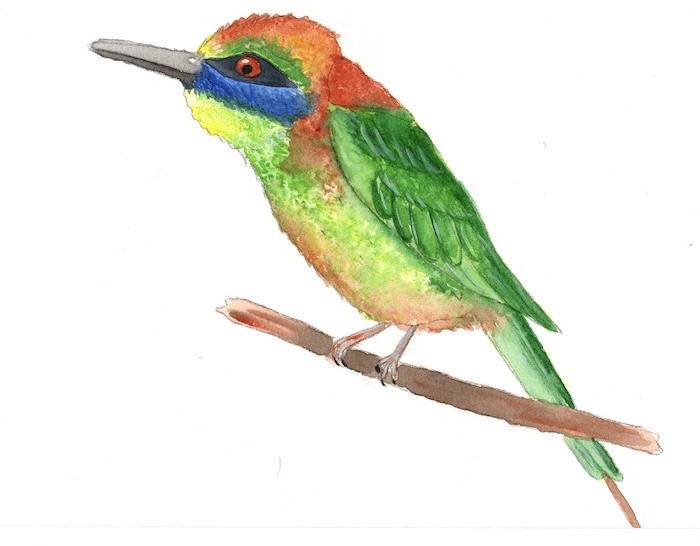 Watercolor Birds Digital Painting Kit