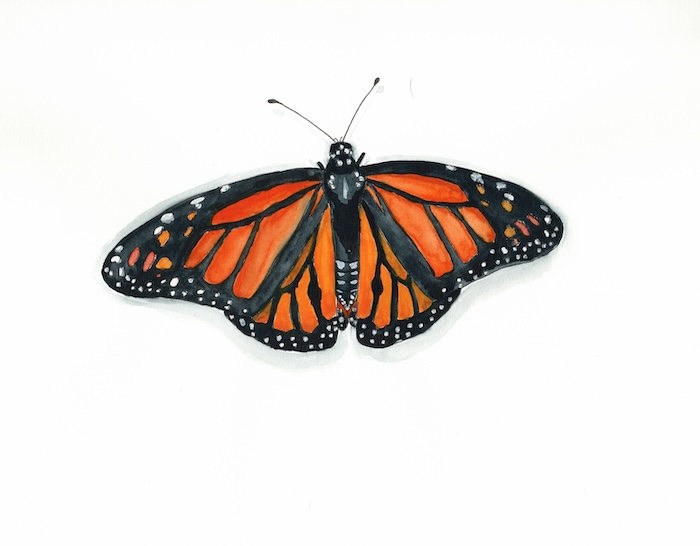 Digital Monarch Painting Set