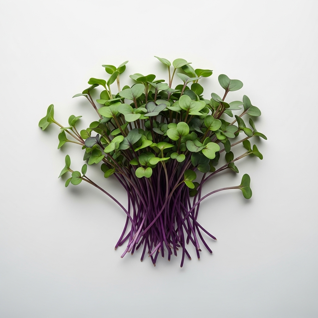 Black Carrot Microgreens