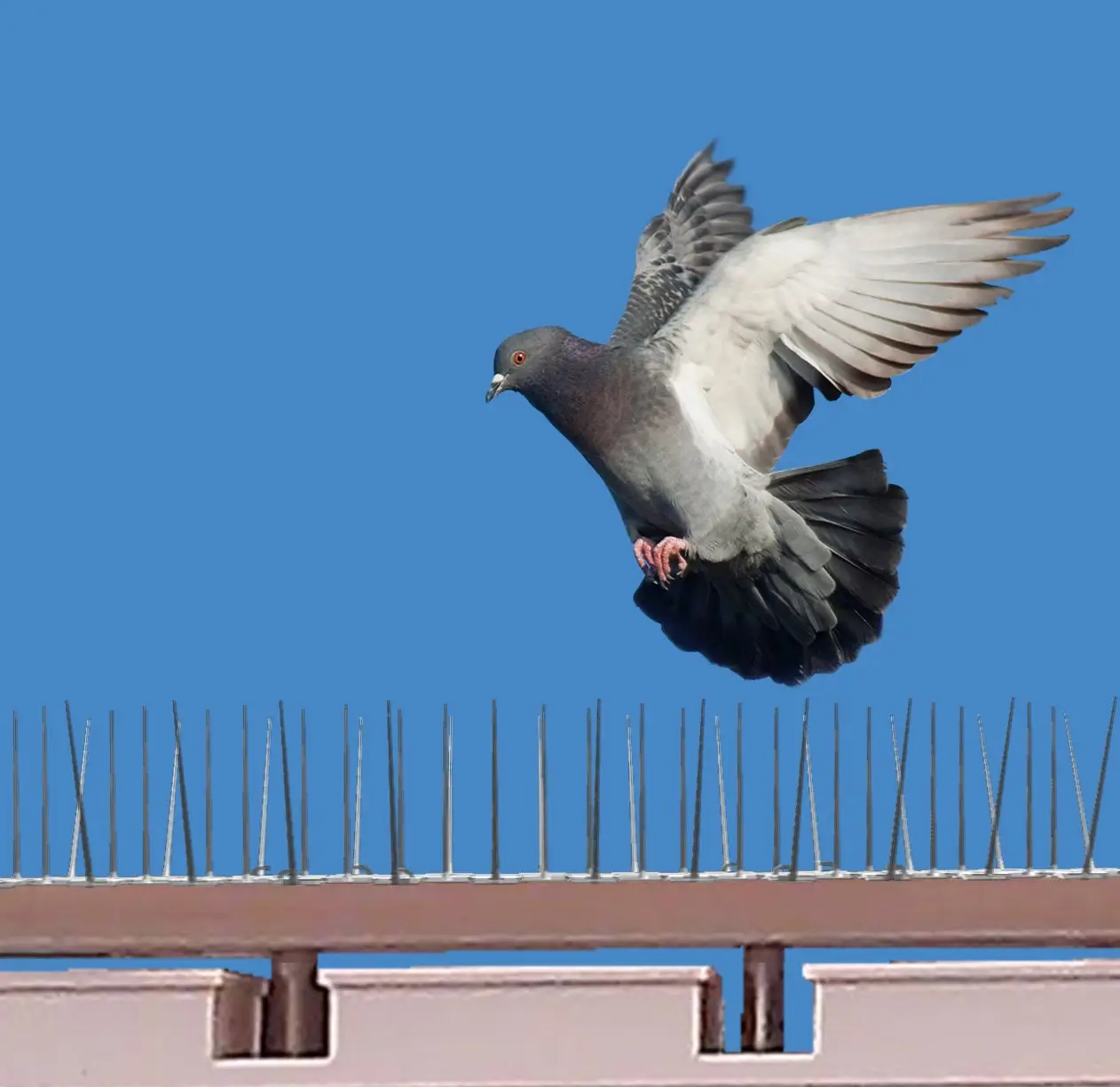 Bird Proofing
