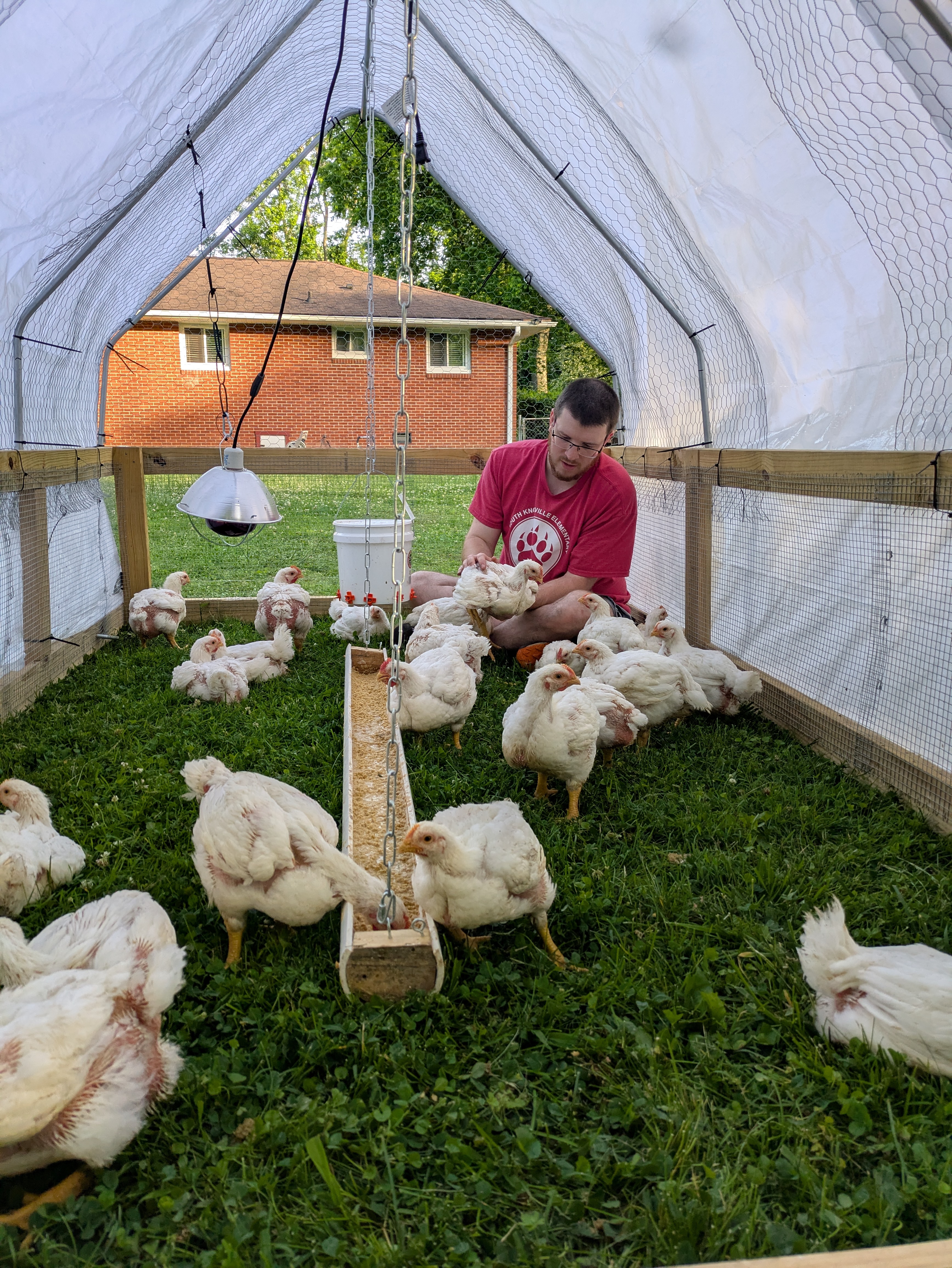 Pasture-raised Broiler Chickens