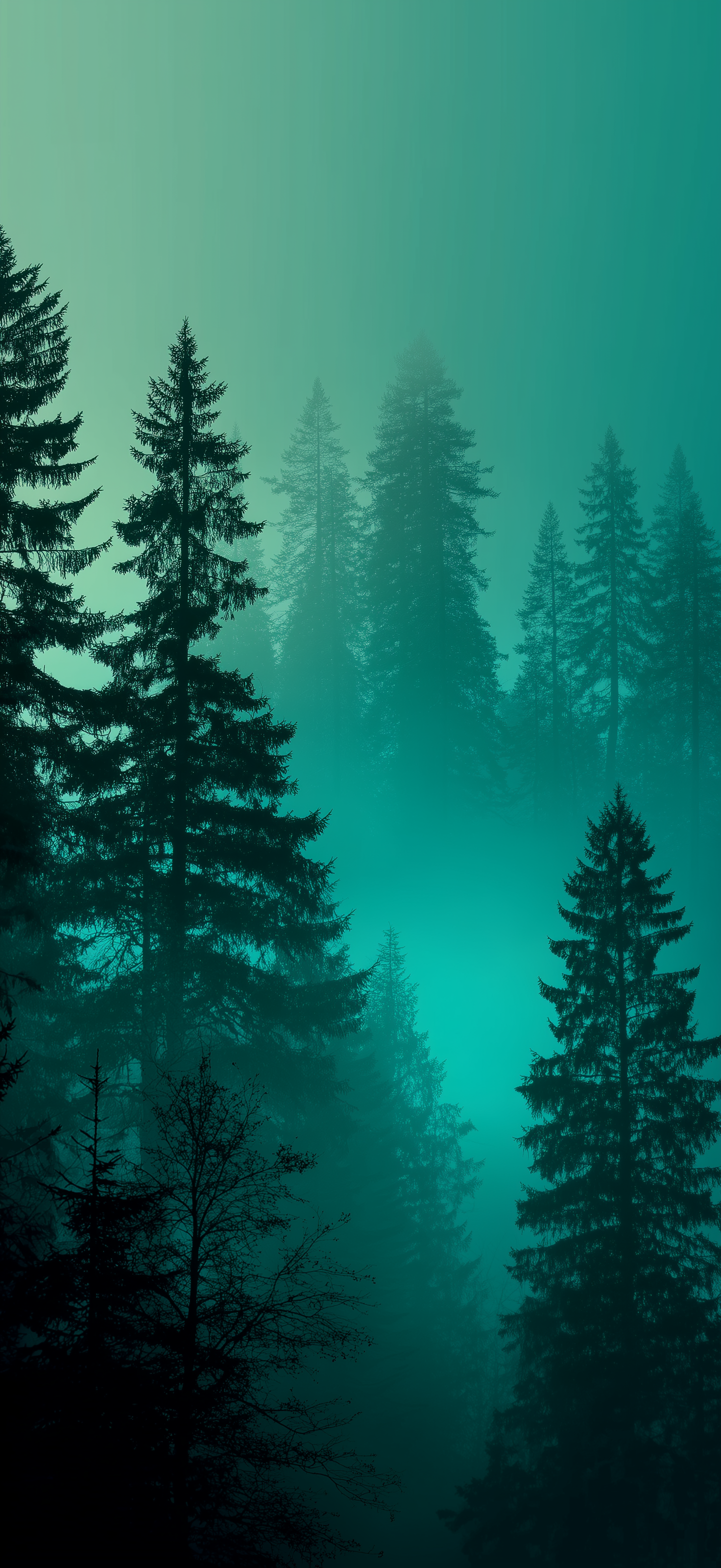 Emerald Silence – Misty Pine Forest Wall Art