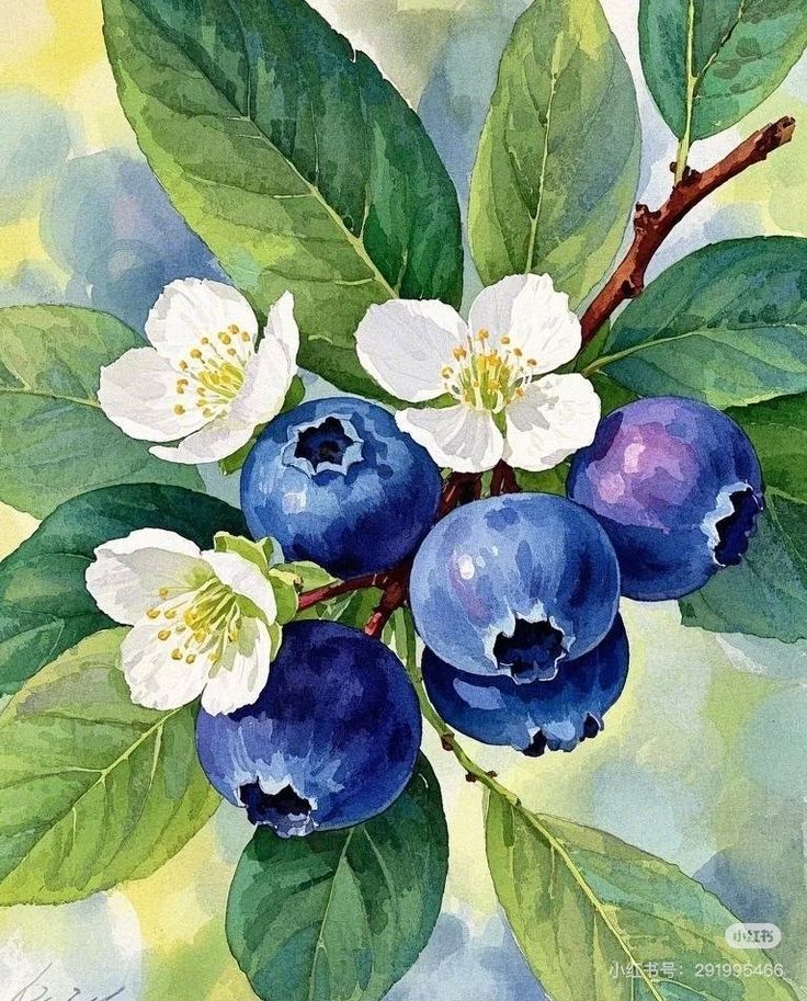 Blooming Blueberries – Botanical Watercolor Wall Art