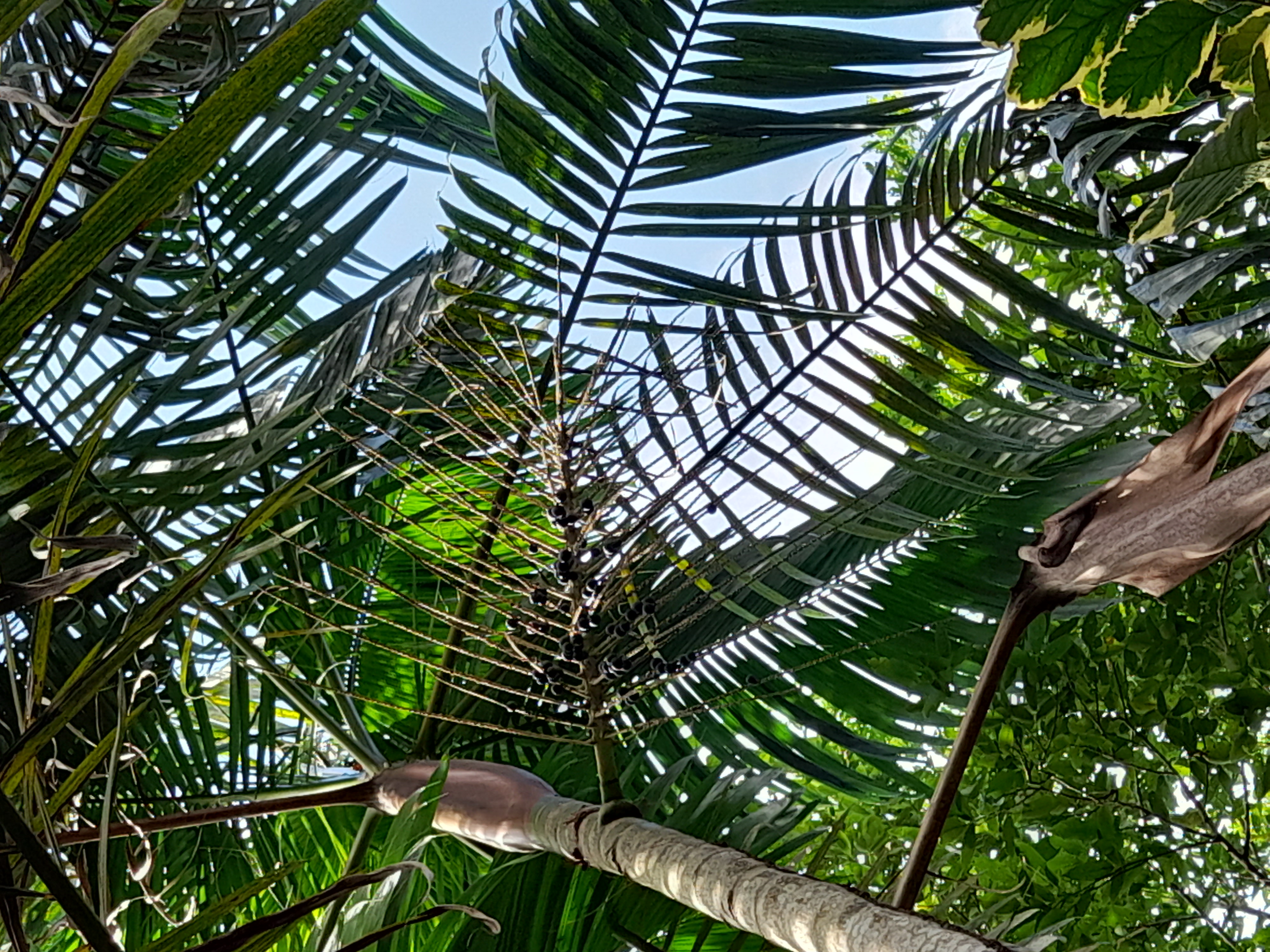 Açaí Freeze-Dried Powder (Euterpe oleracea)