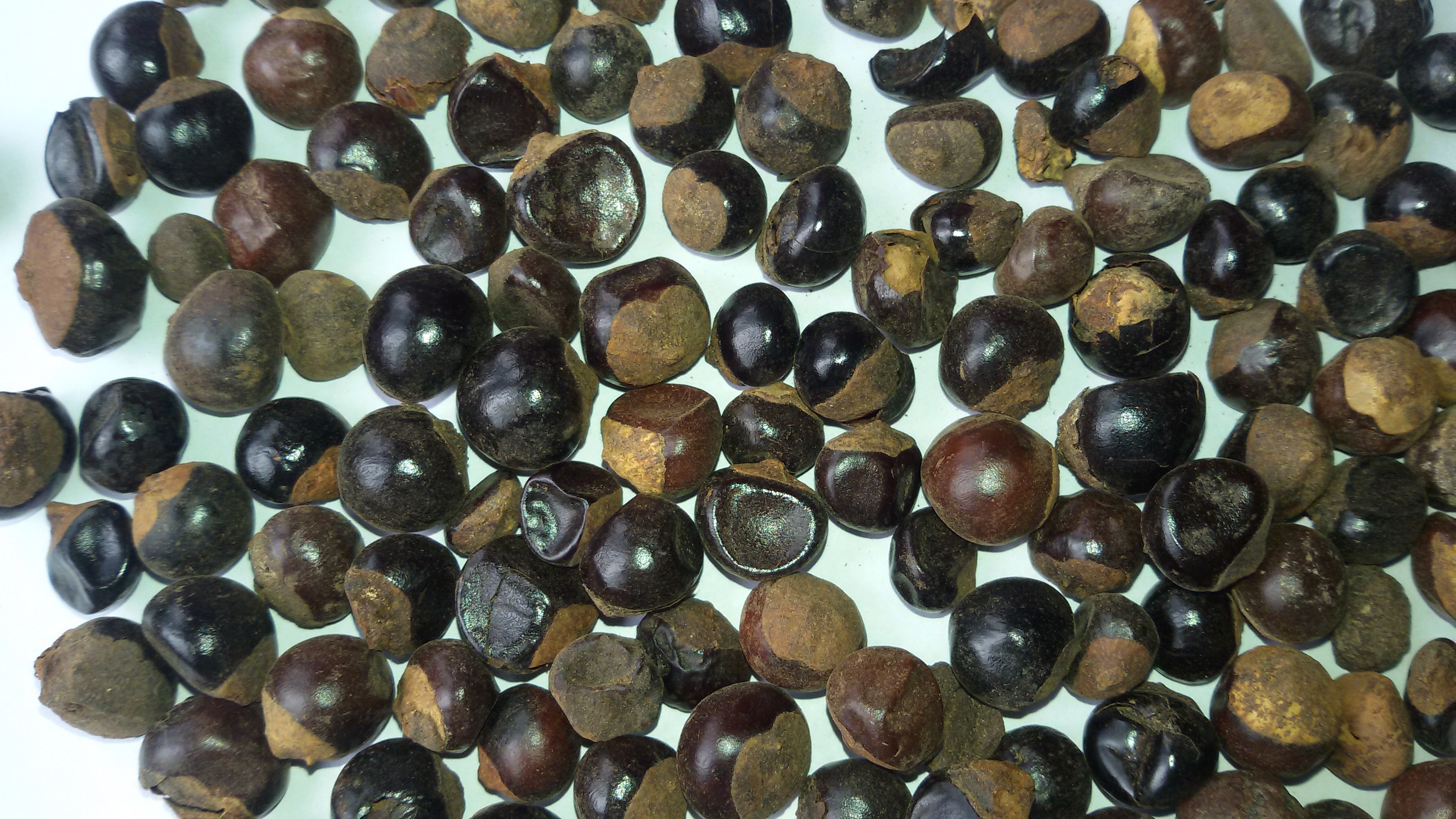 Guarana Powder (Paullinia cupana) – Atomized