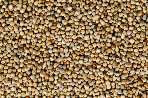 Pearl Millet Seeds