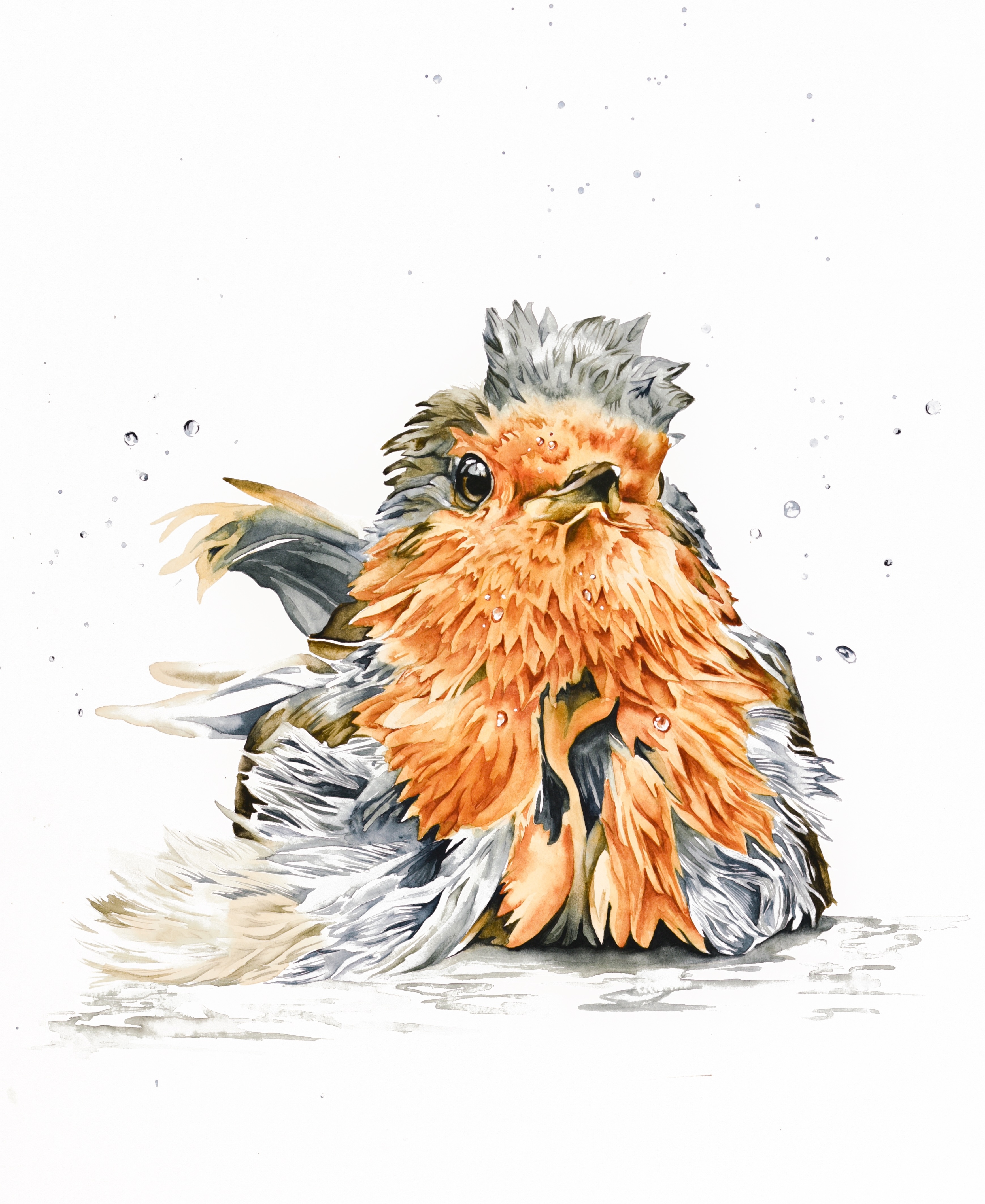 Bathing Robin Bird