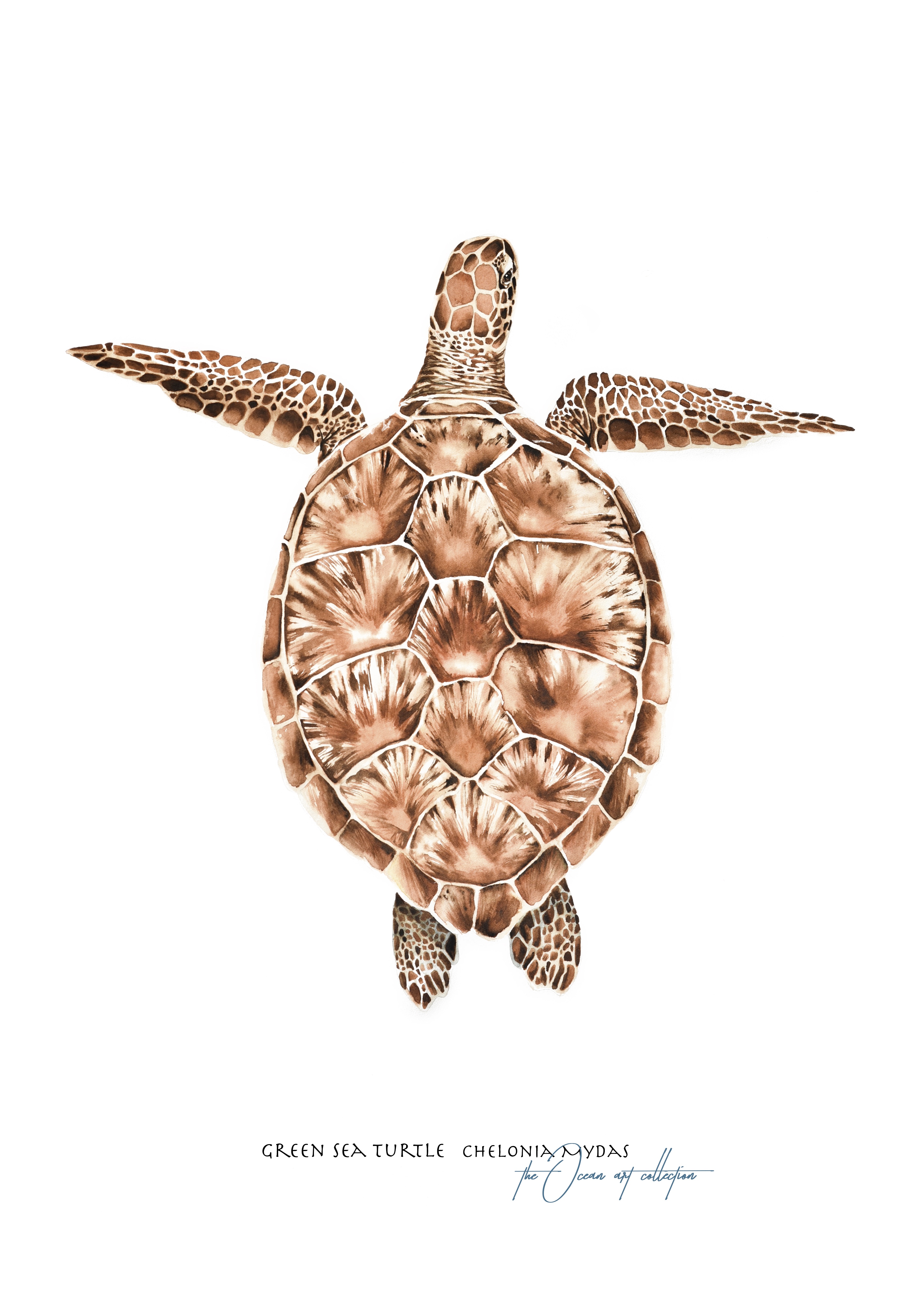 Green Sea Turtle 