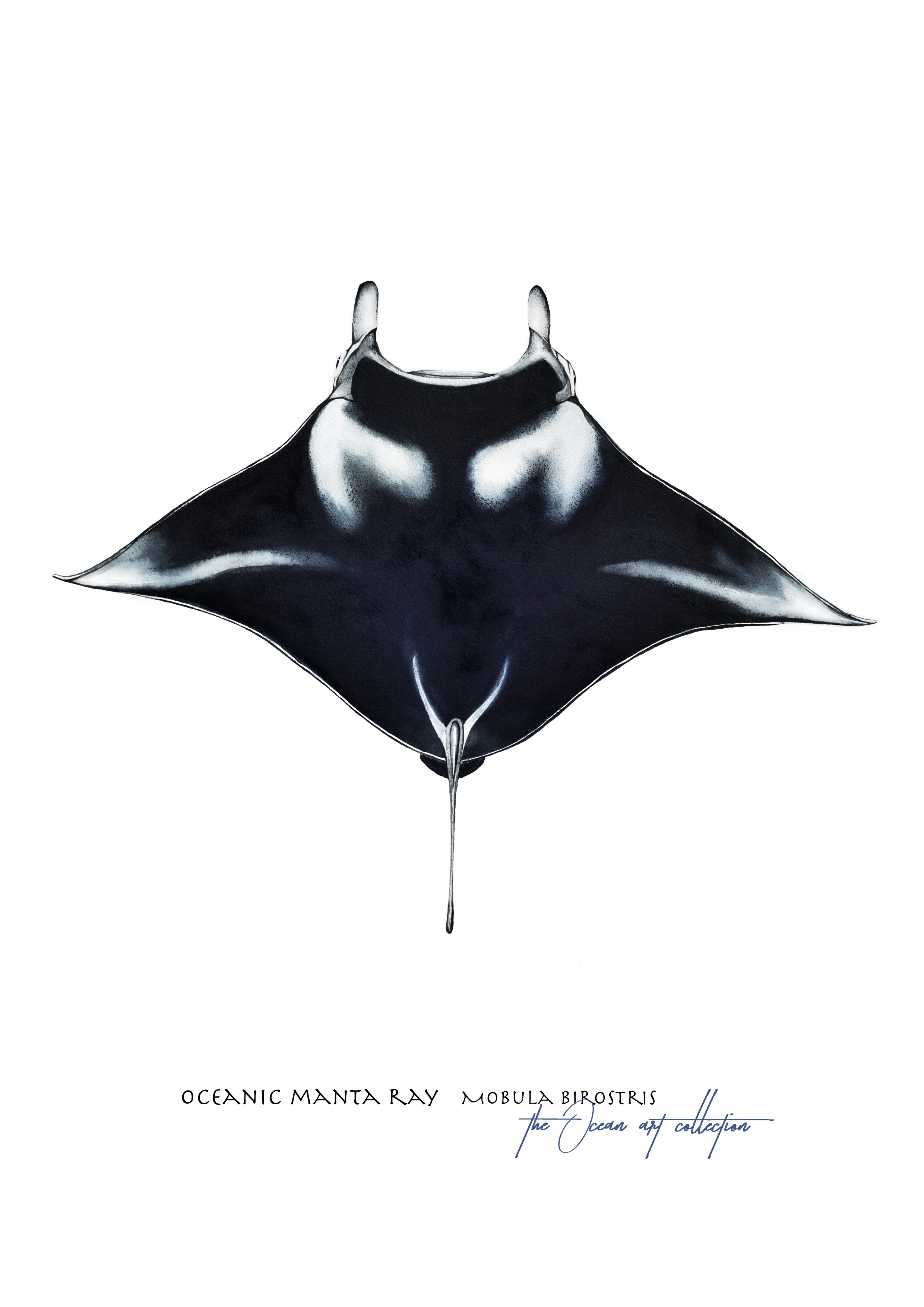 Oceanic Manta Ray