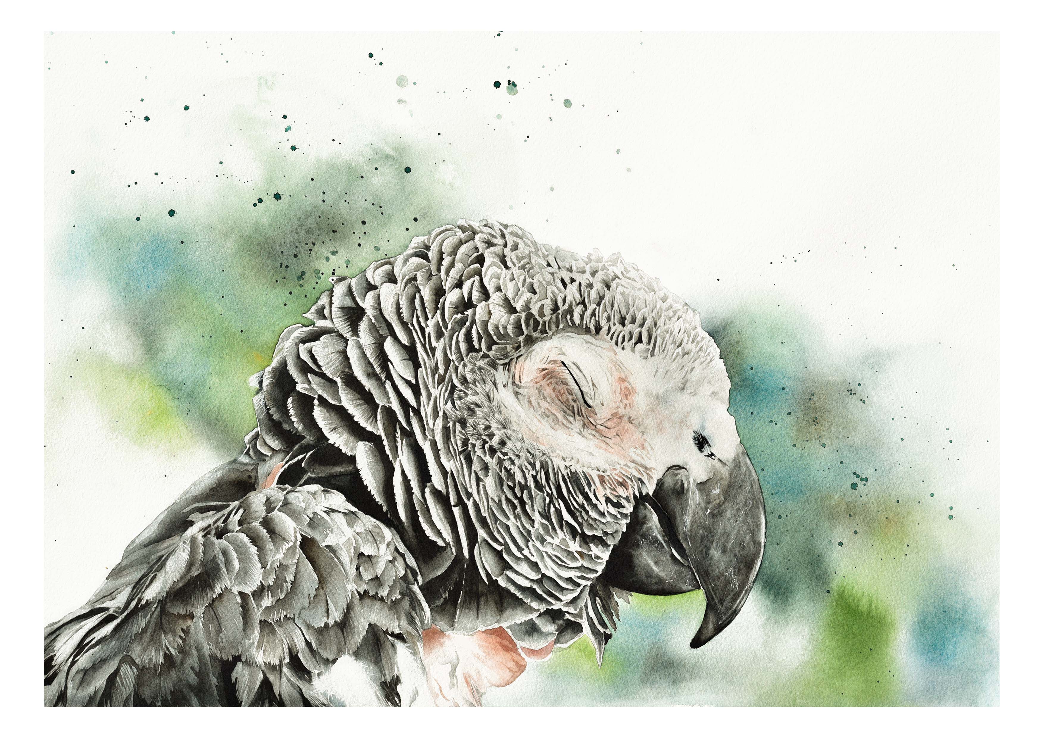 African Grey Parrot