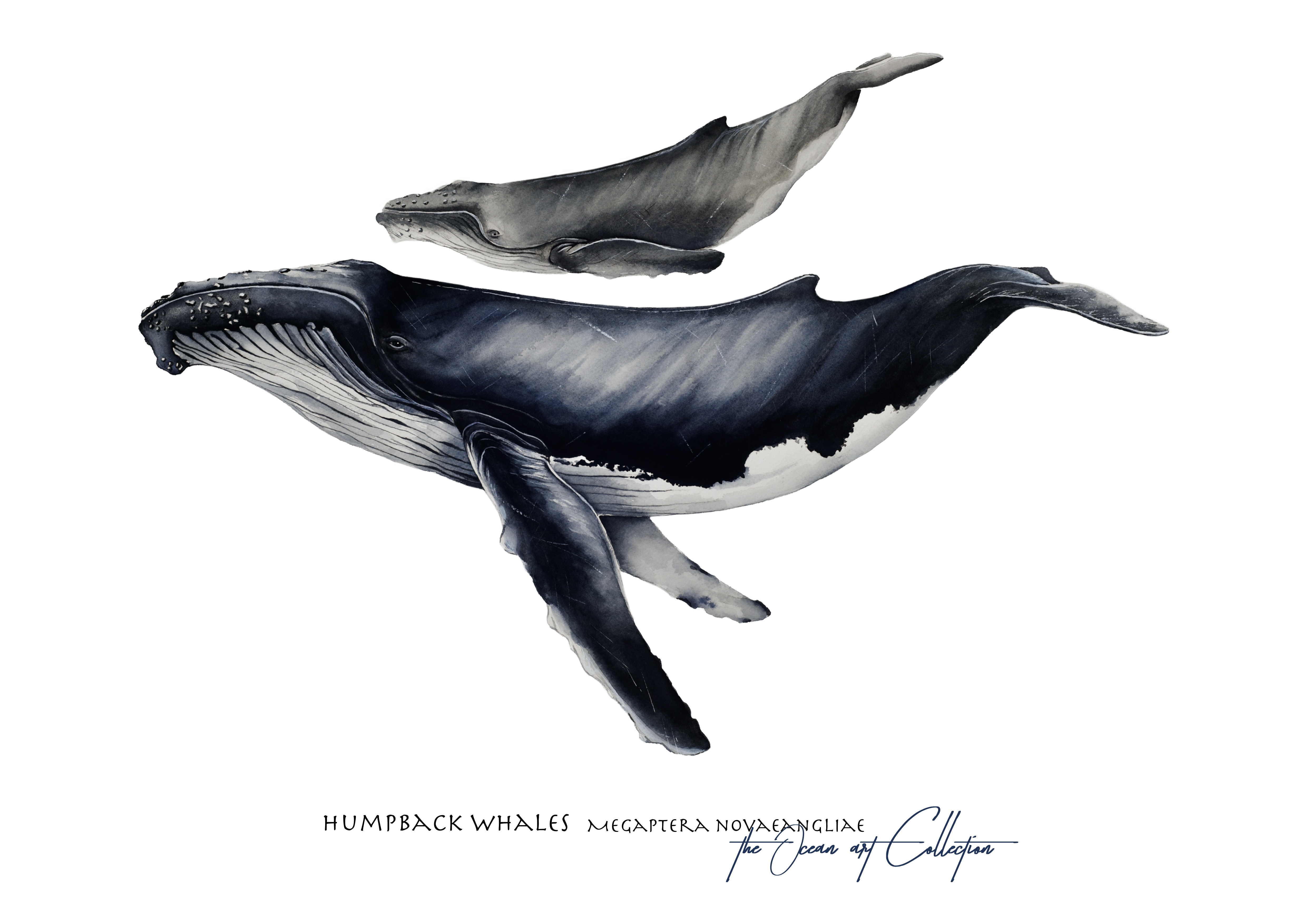 Humpback Whales Art Print