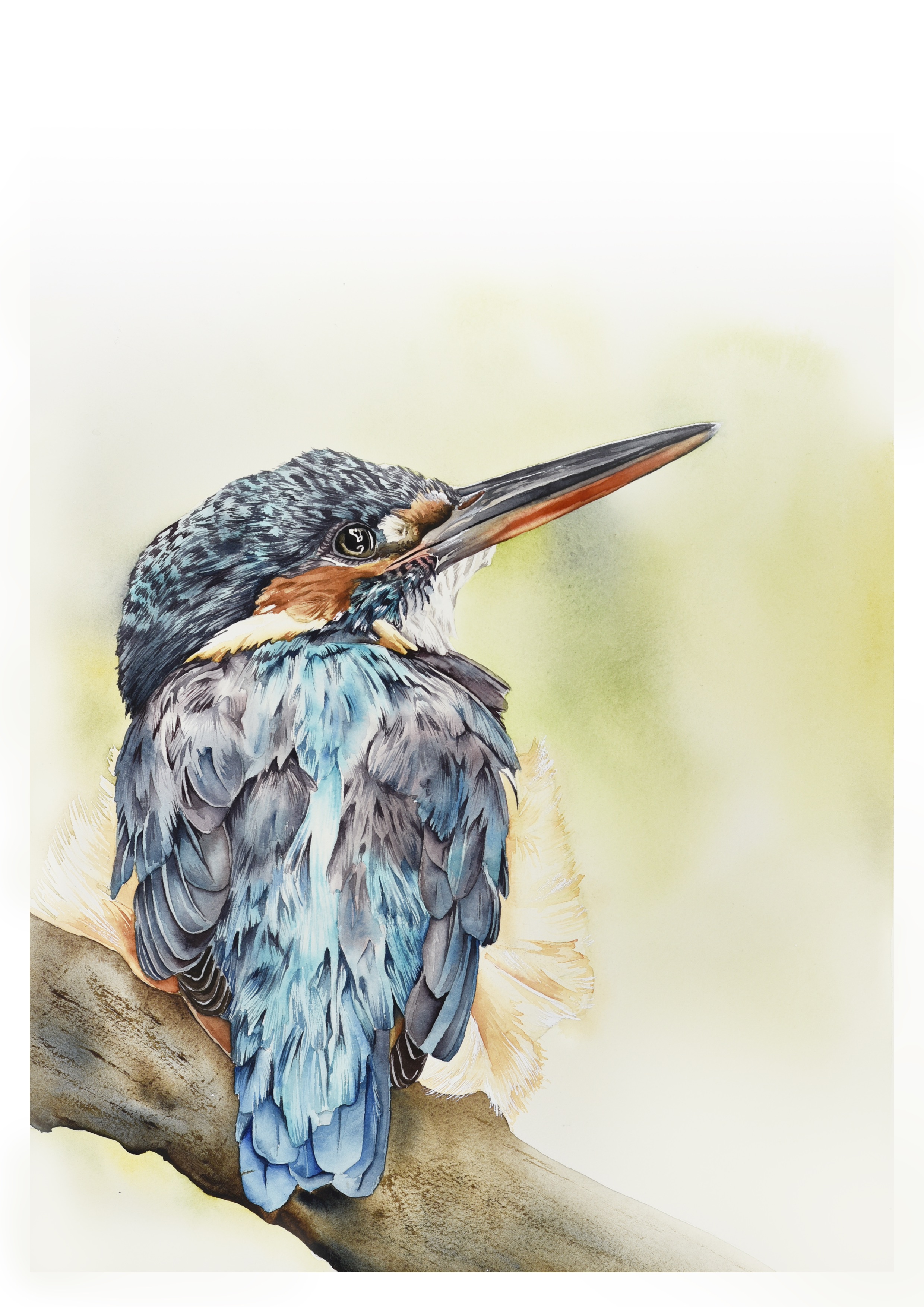 Kingfisher
