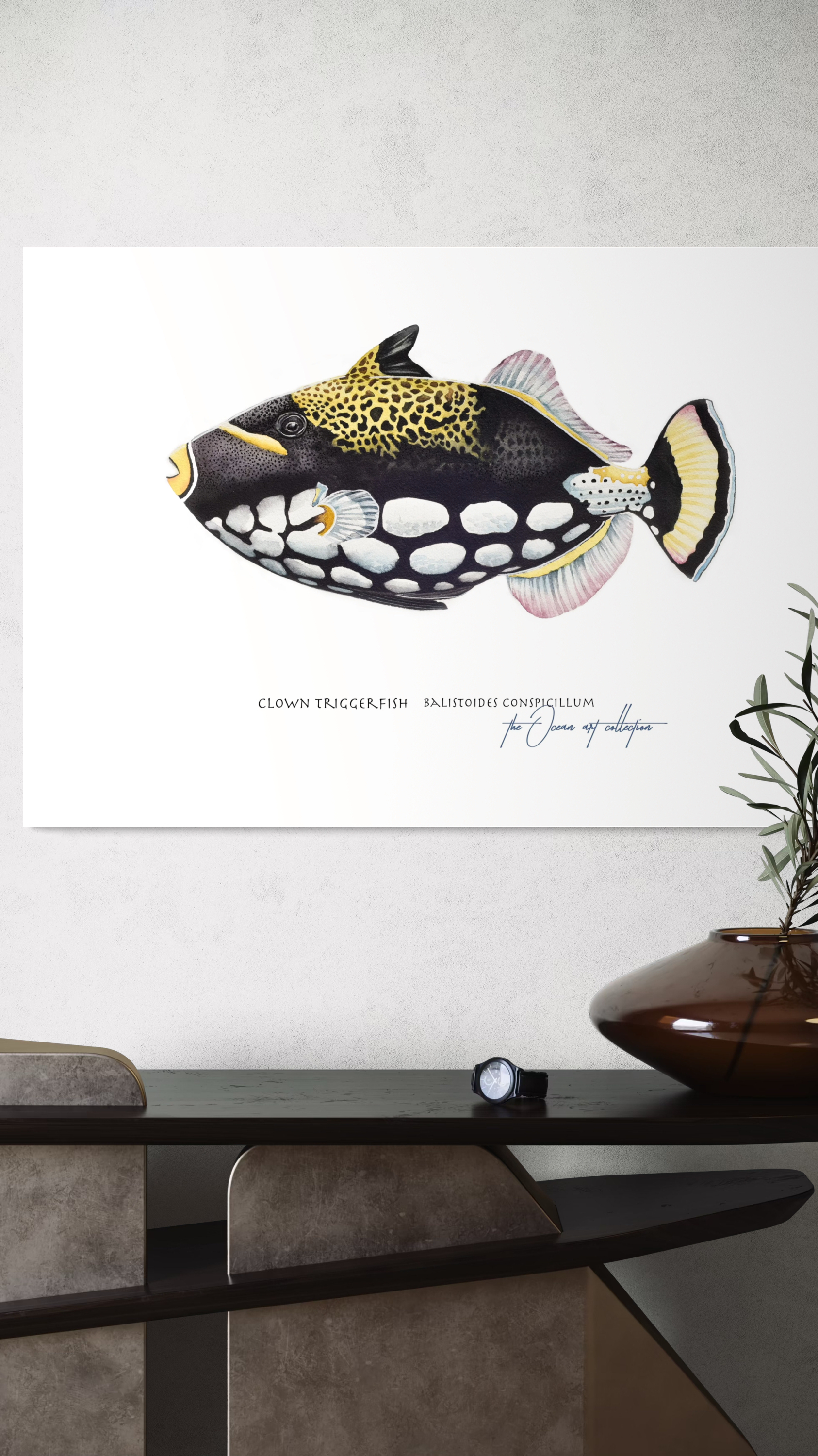 Clown Triggerfish 