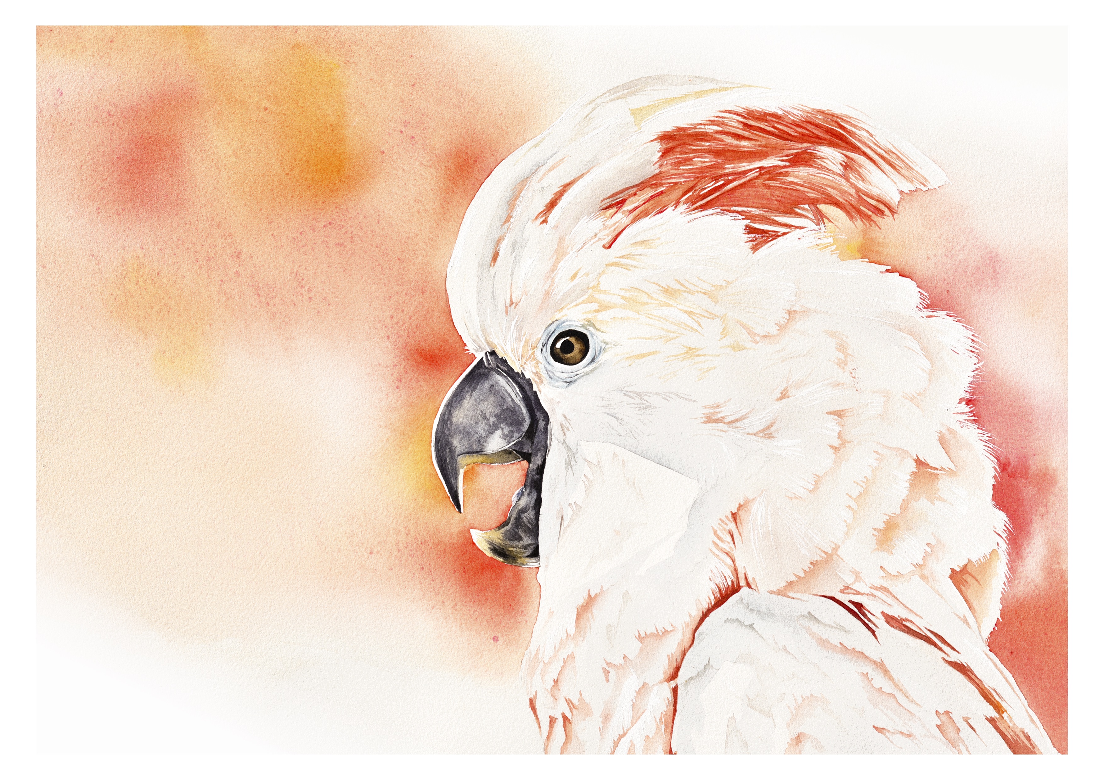 Cockatoo