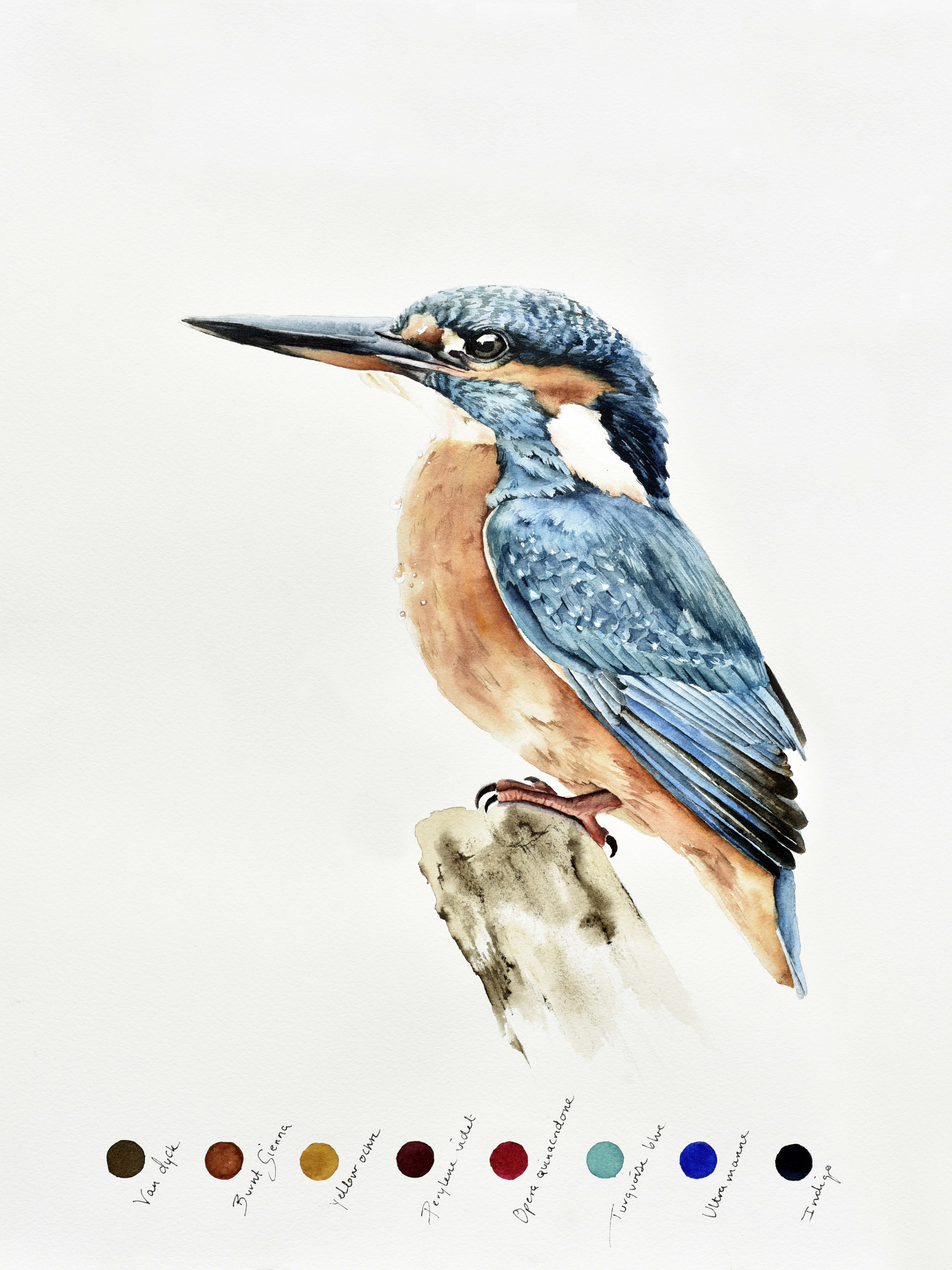 Kingfisher