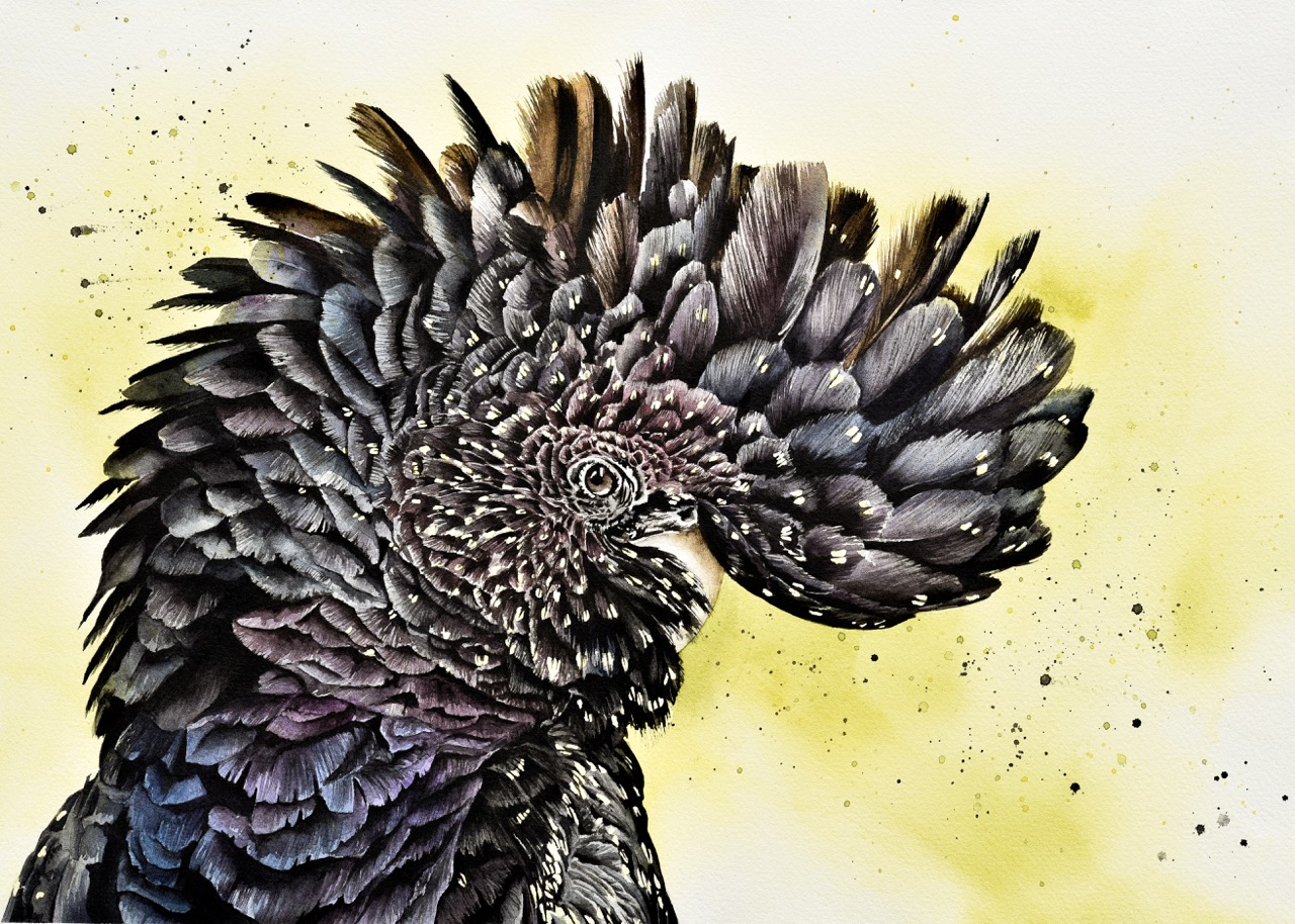 Black Cockatoo