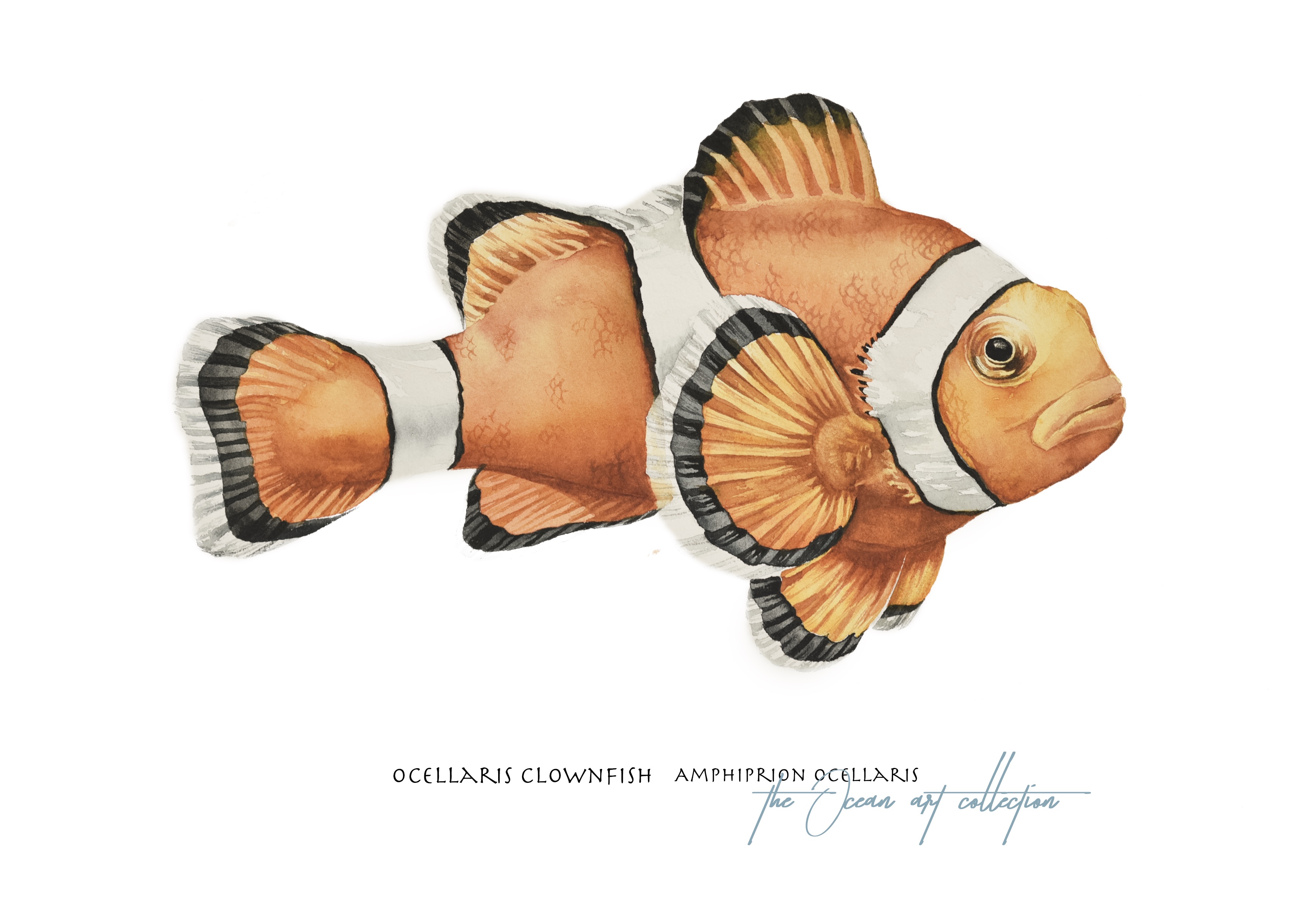 Ocellaris Clownfish