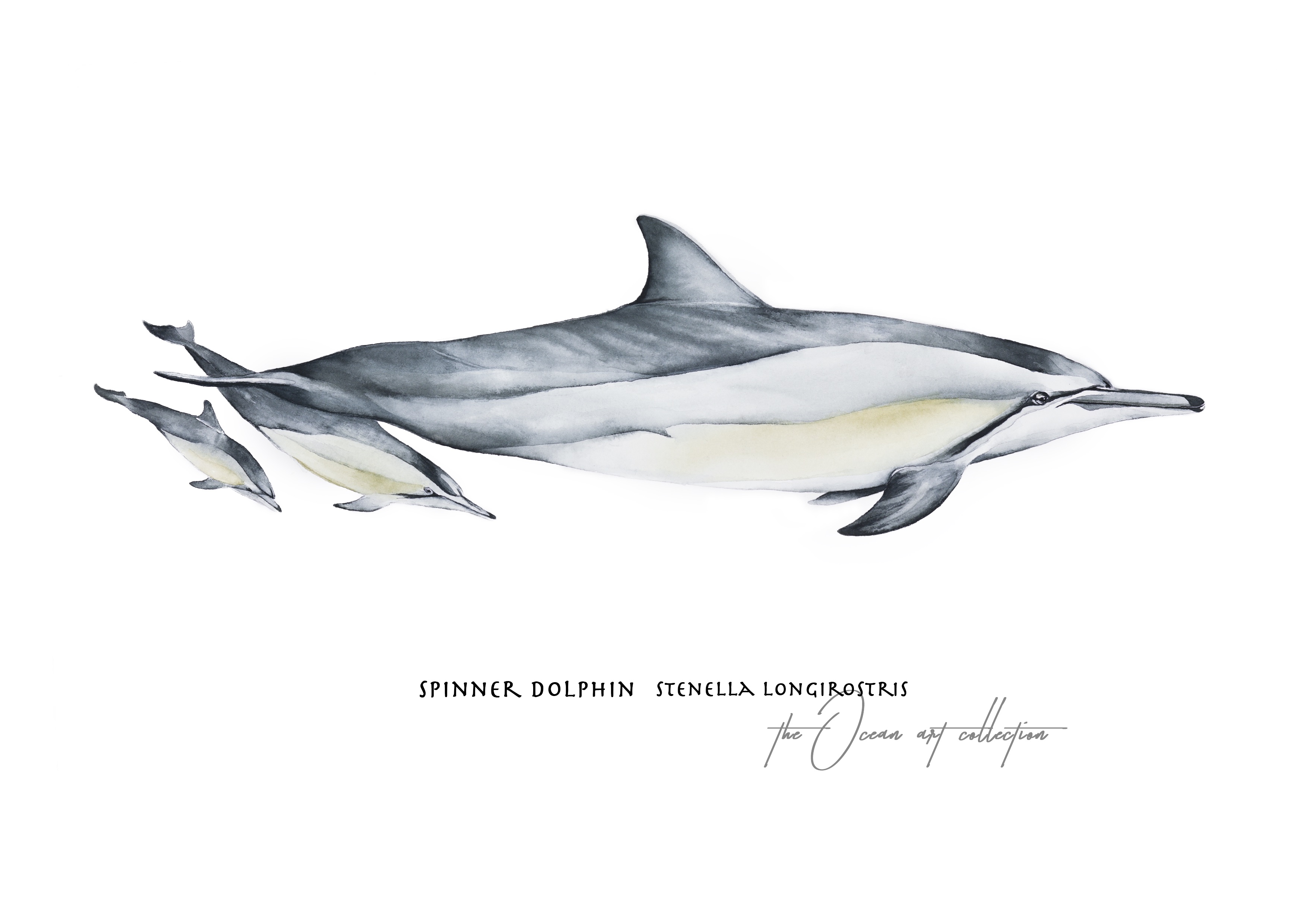 Spinner Dolphin
