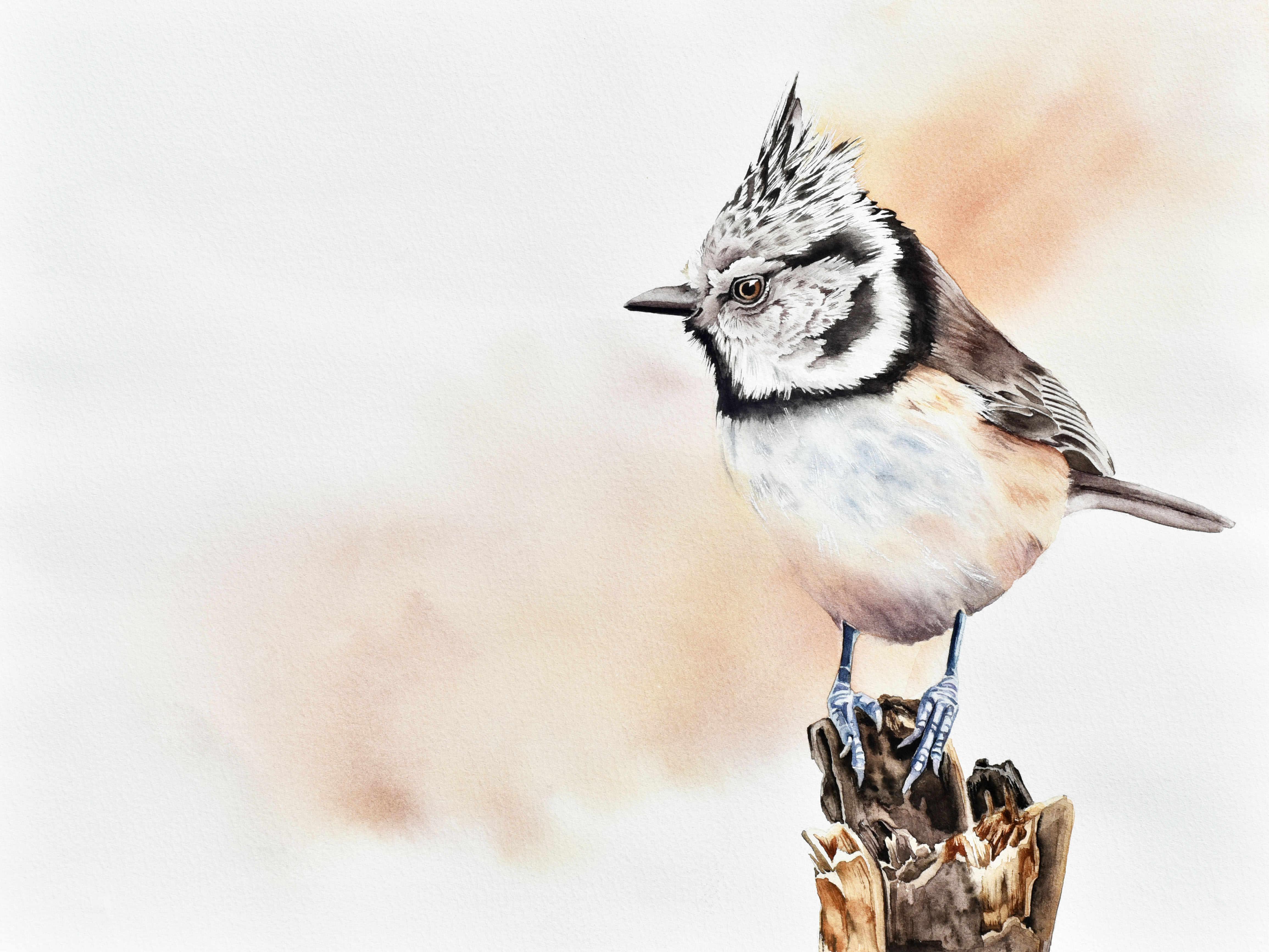 European Crested Tit