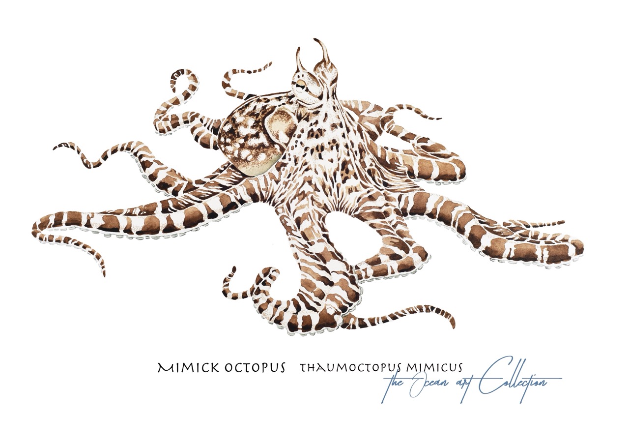 Mimic Octopus Art Print