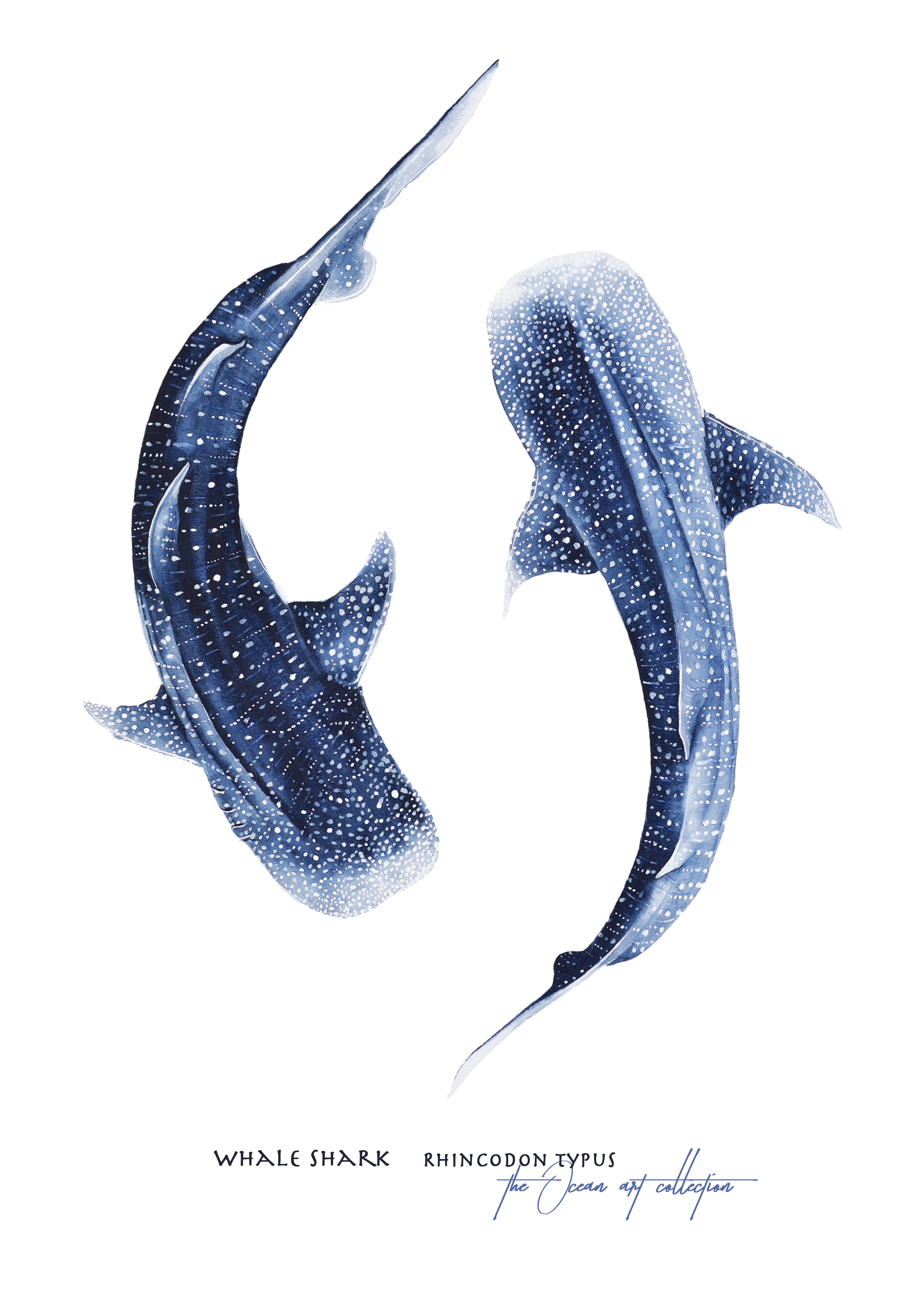 Whale Shark