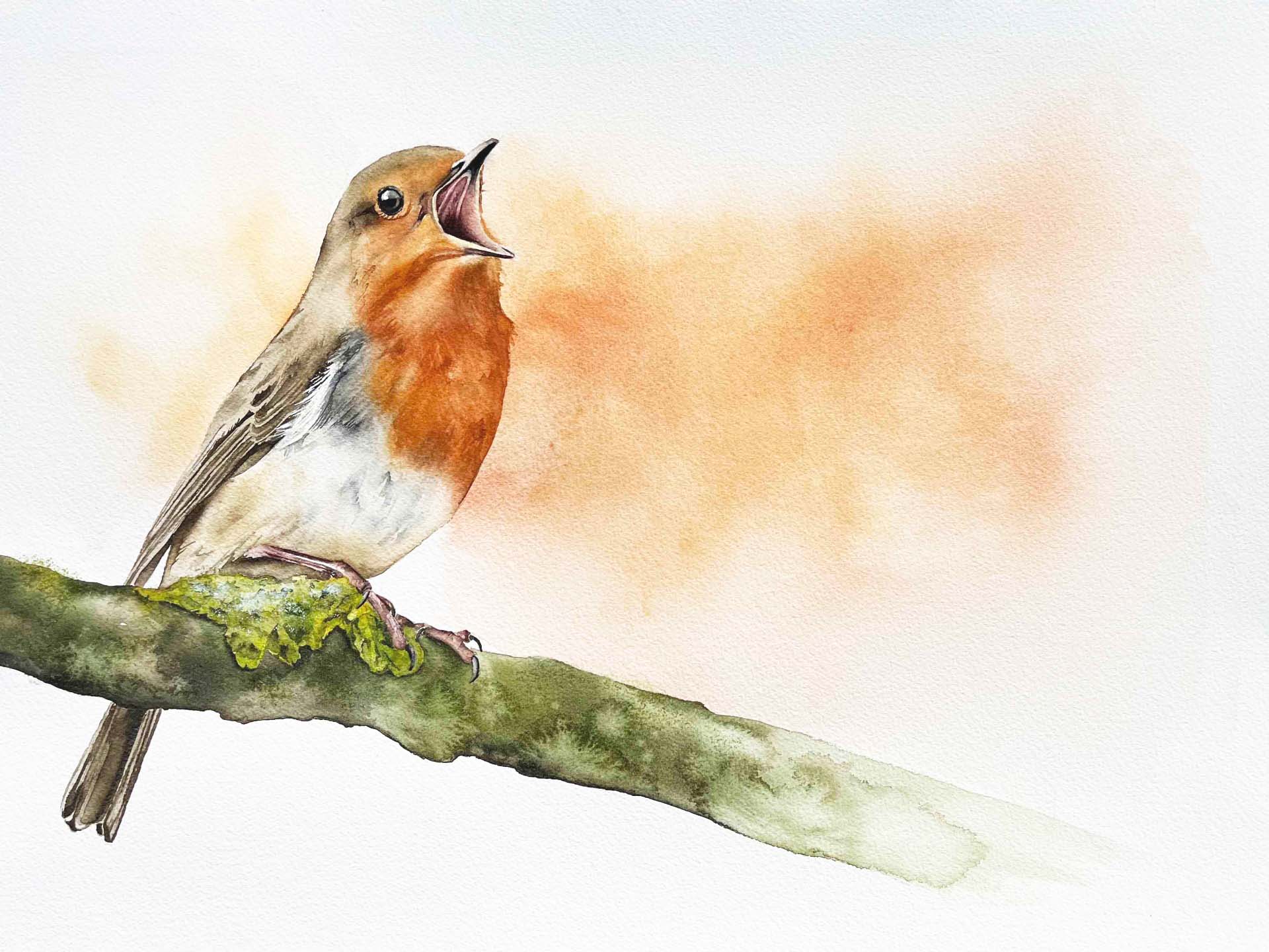Robin