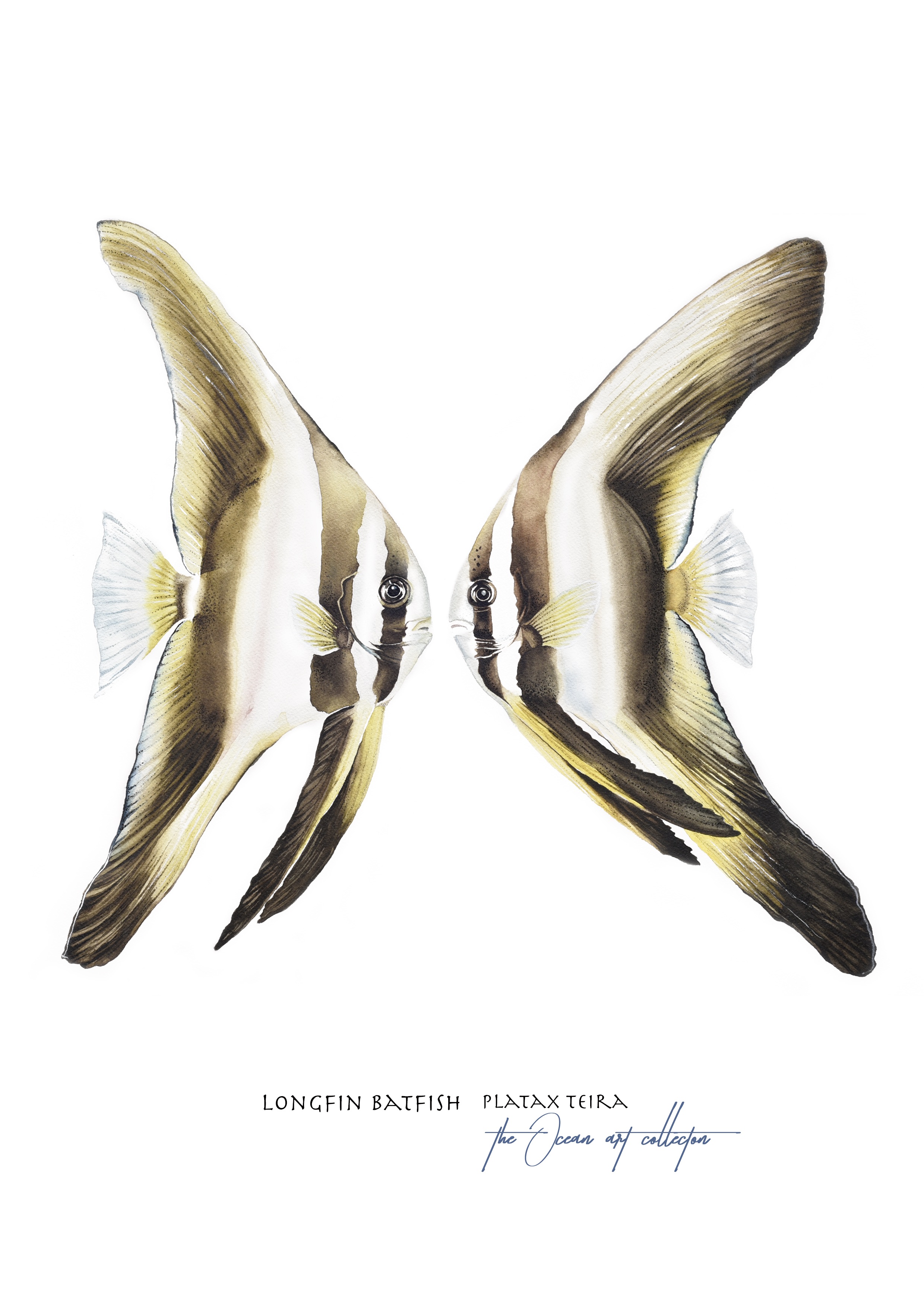 Longfin Batfish 