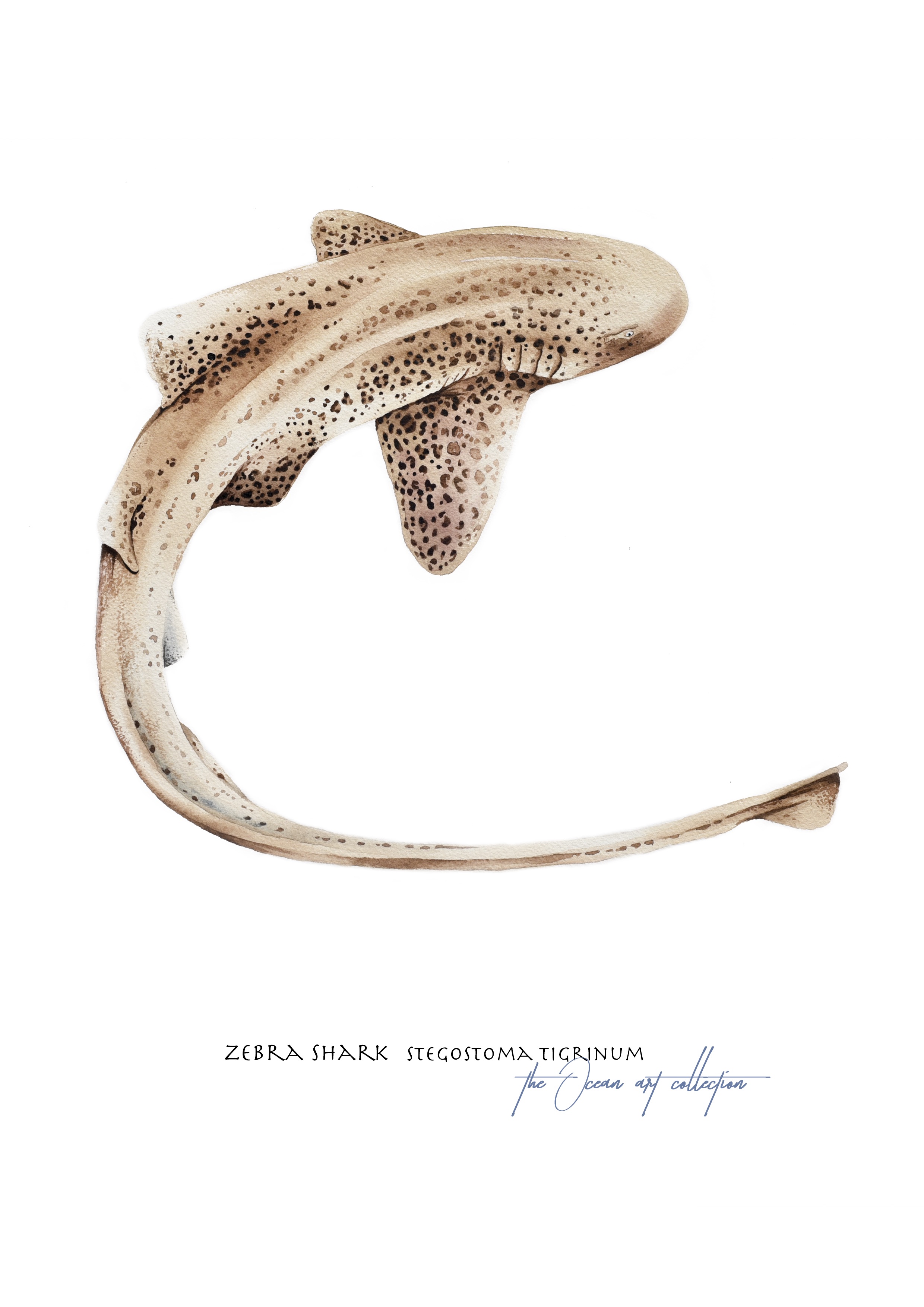 Zebra Shark