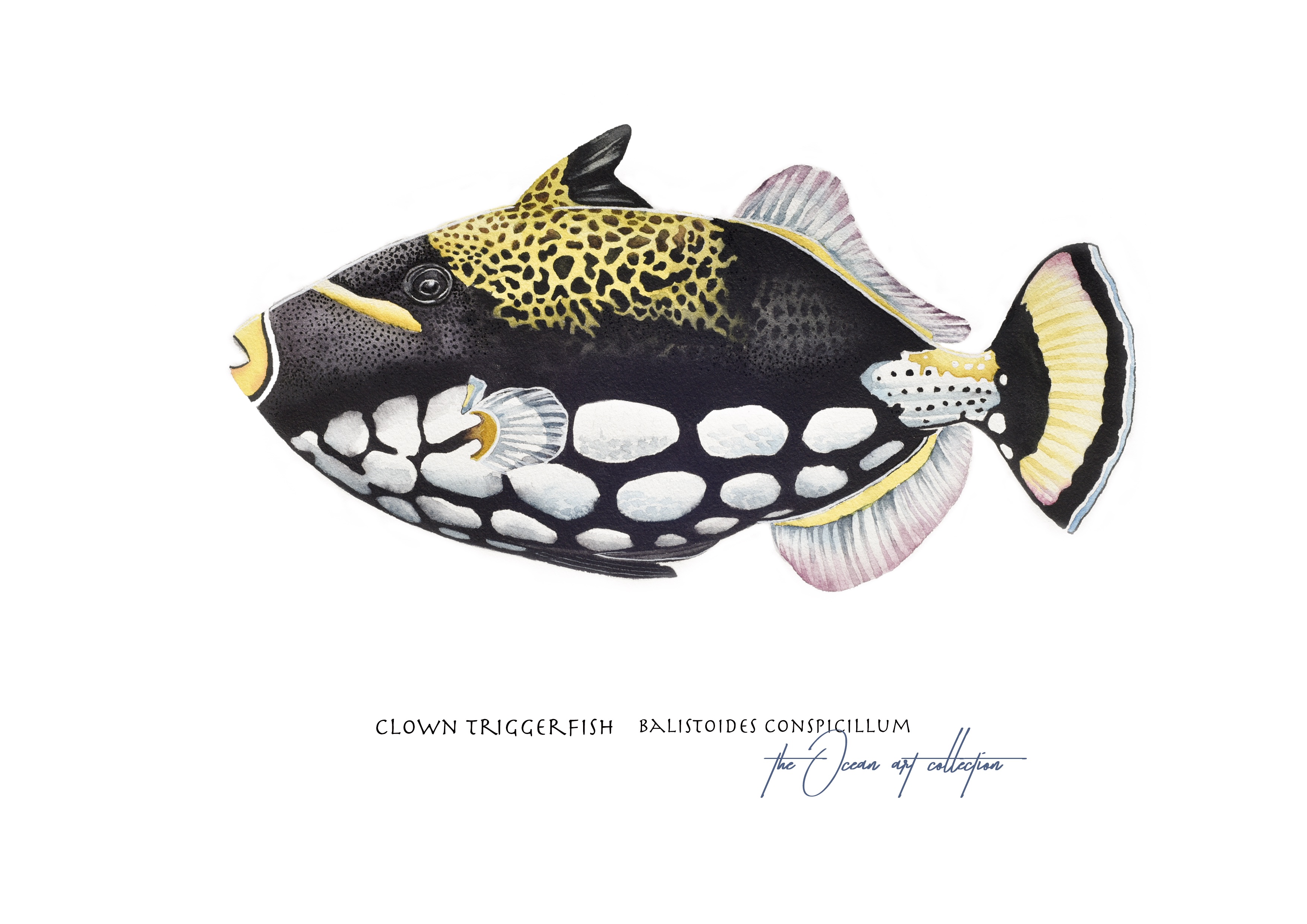 Clown Triggerfish