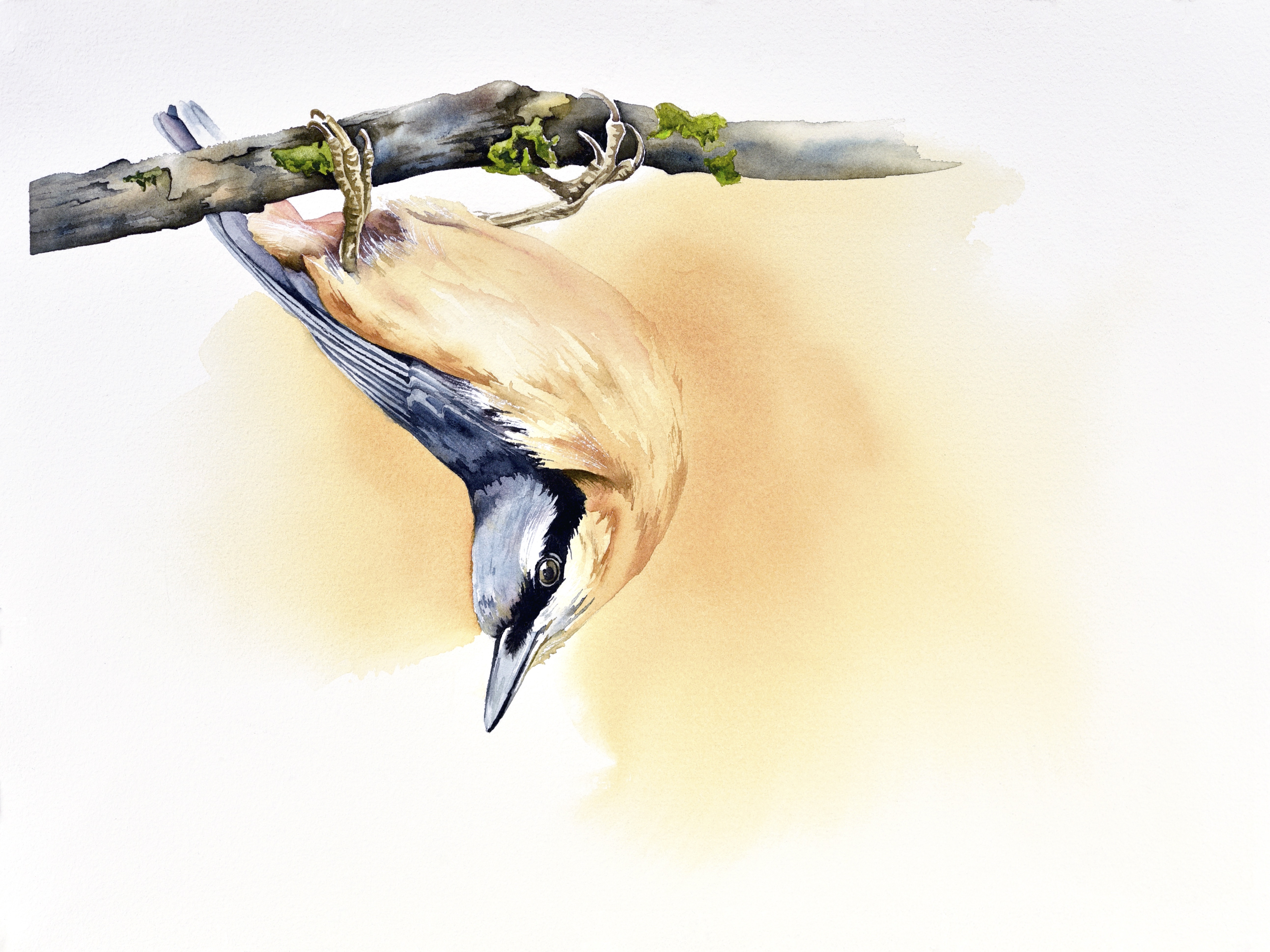 Nuthatch Bird