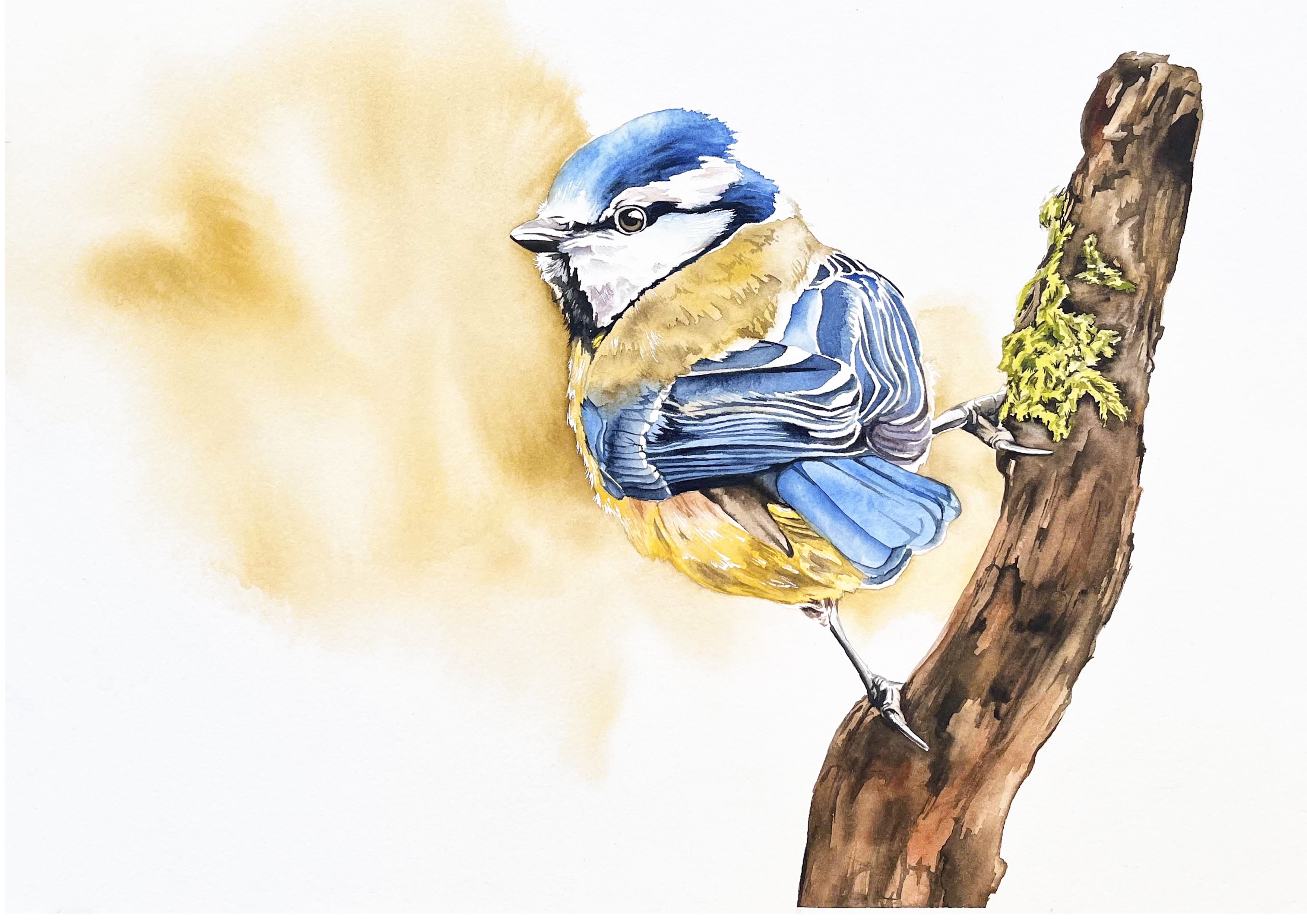 Blue Tit