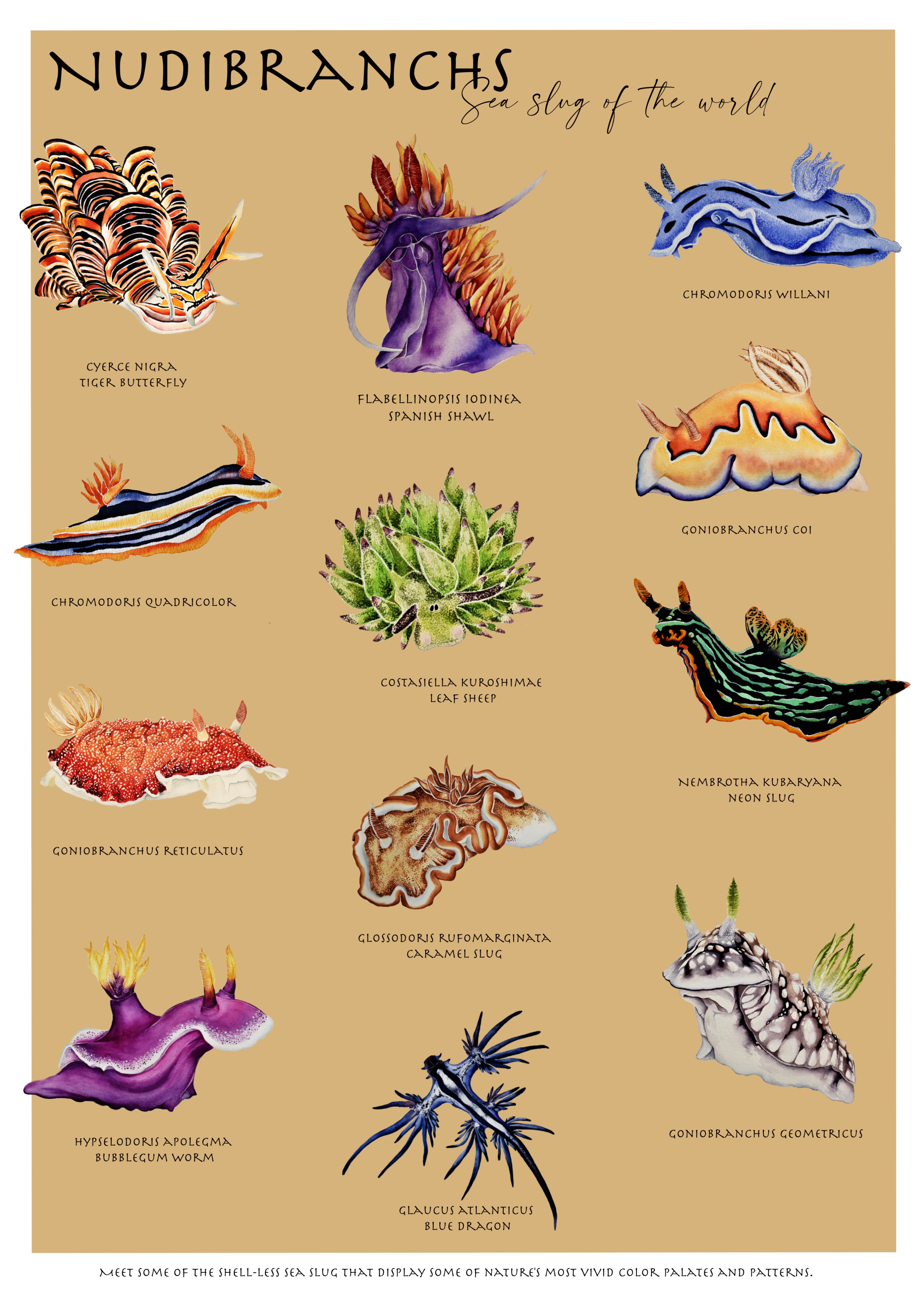 Nudibranchs Poster
