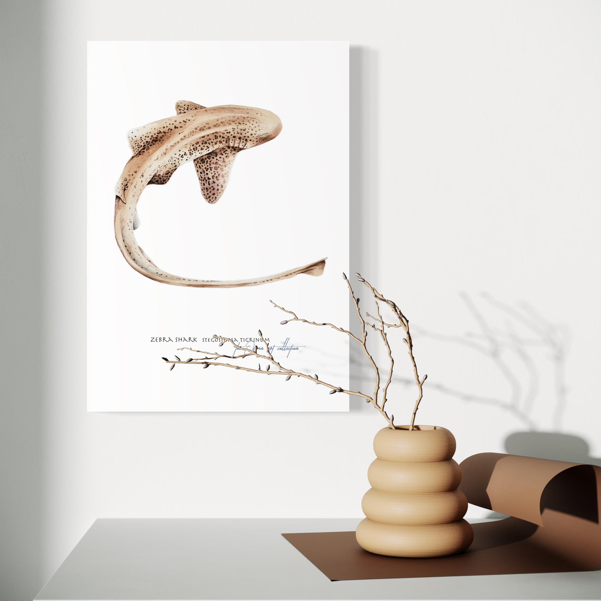 Zebra Shark 