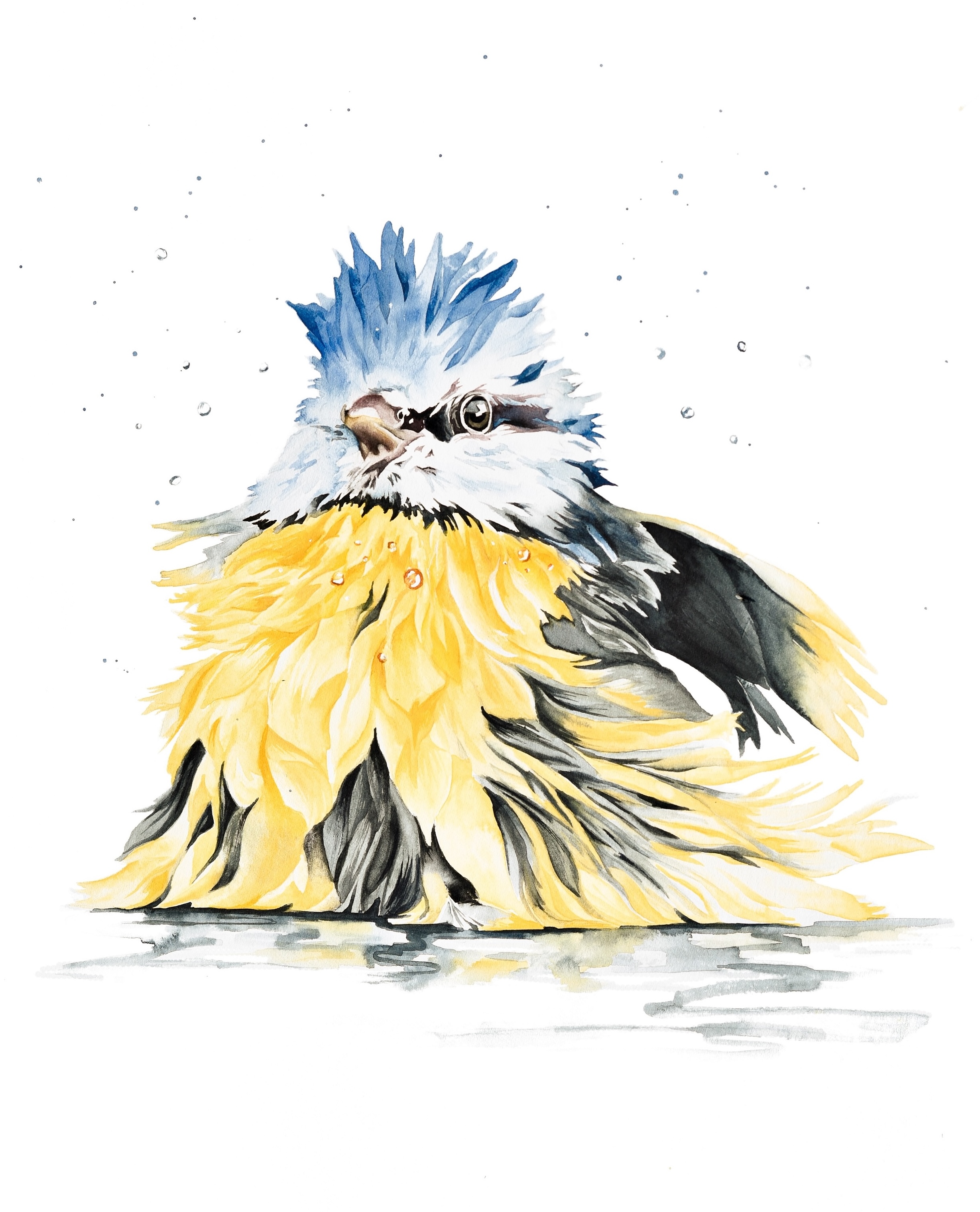 Bathing blue tit