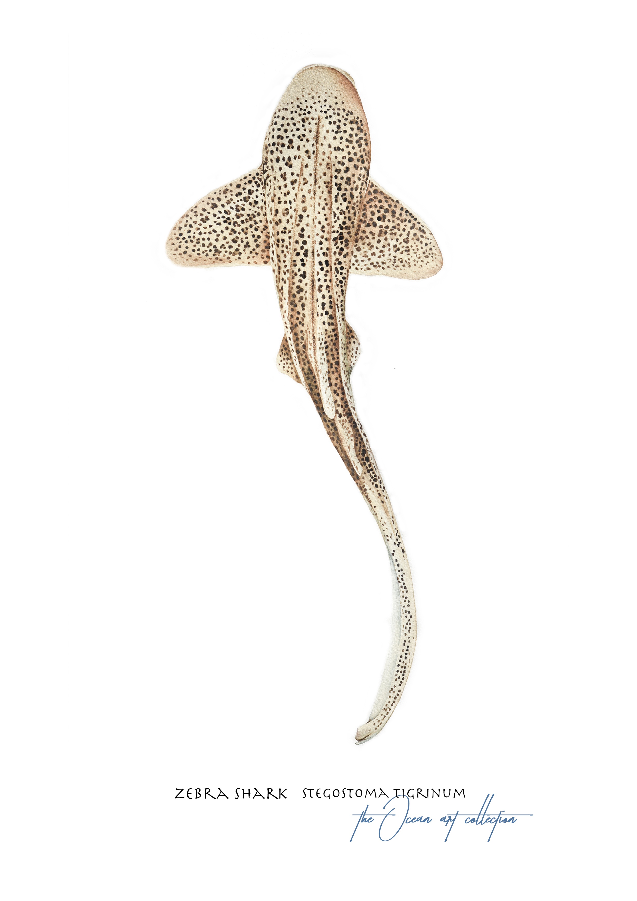 Zebra Shark