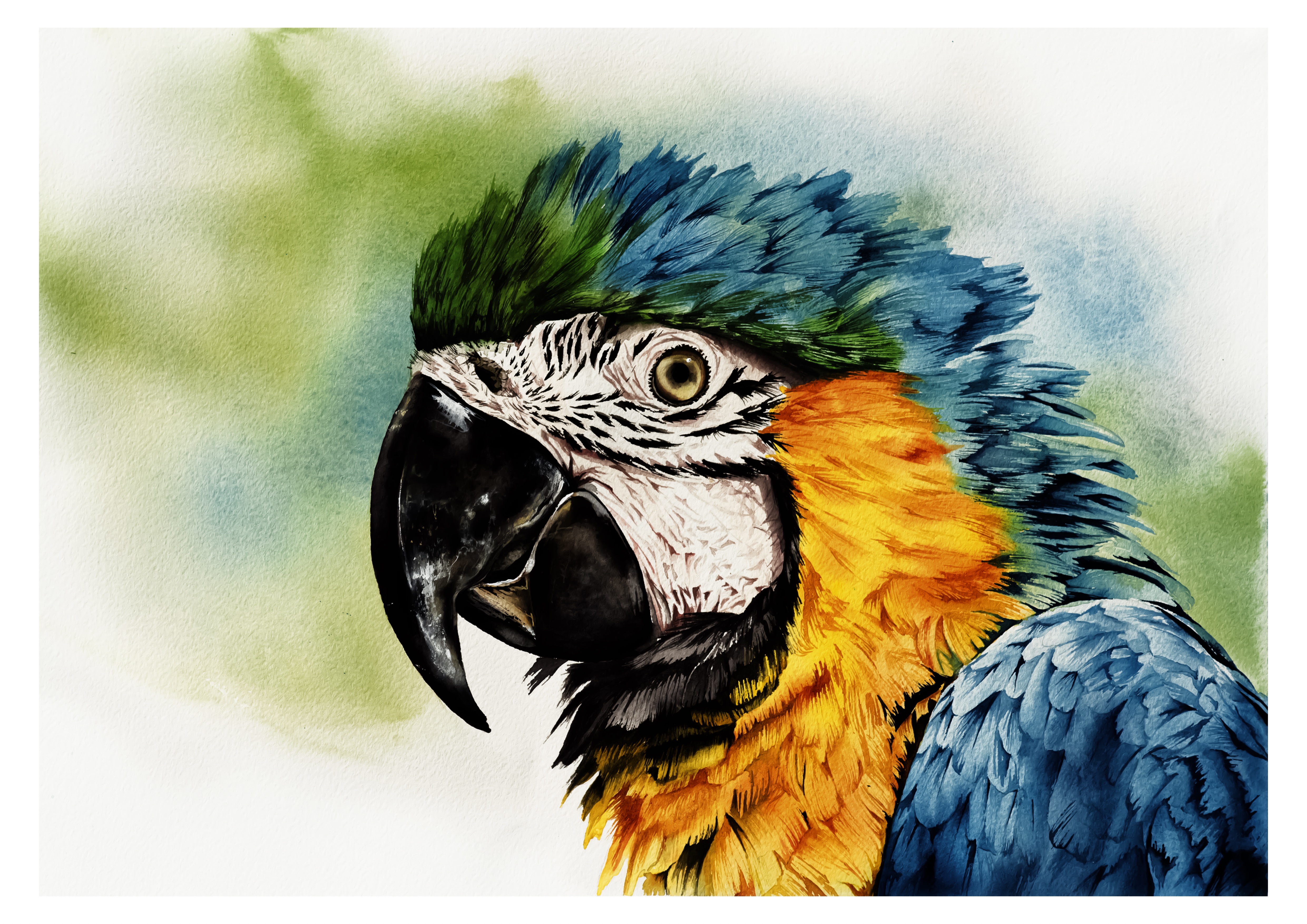 Blue-and-Yellow Macaw