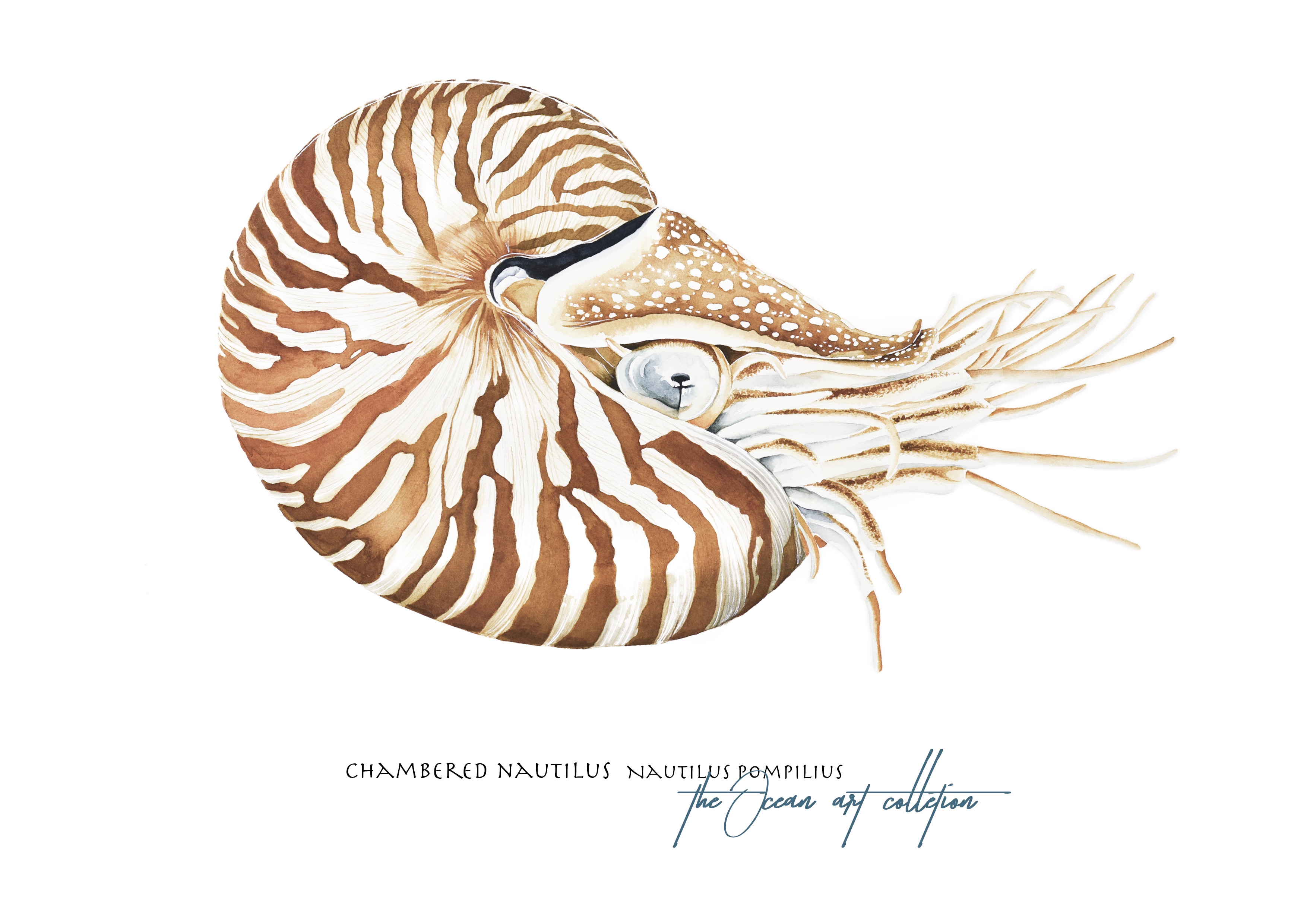 Chambered Nautilus Shell