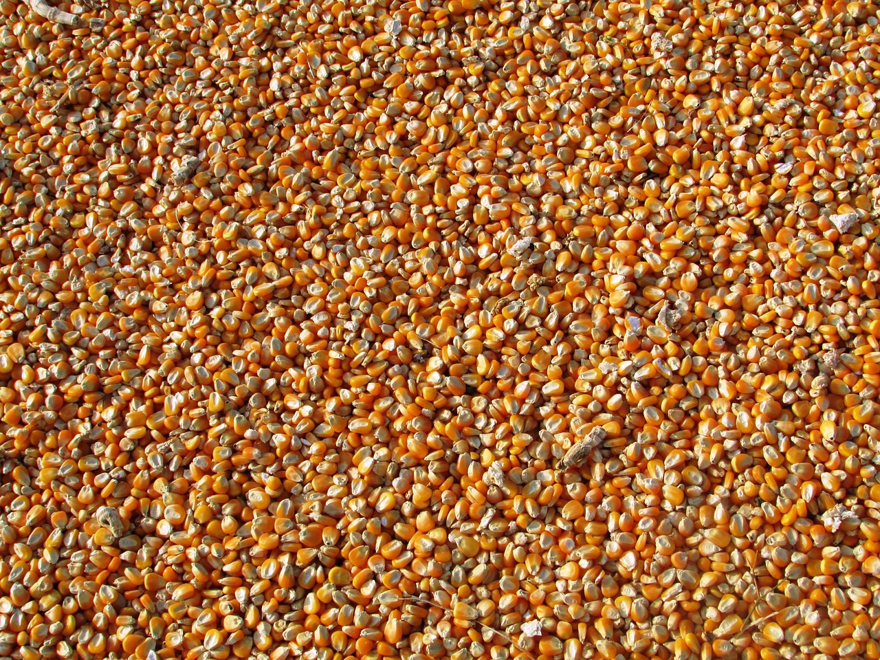 Dried Corn Kernels