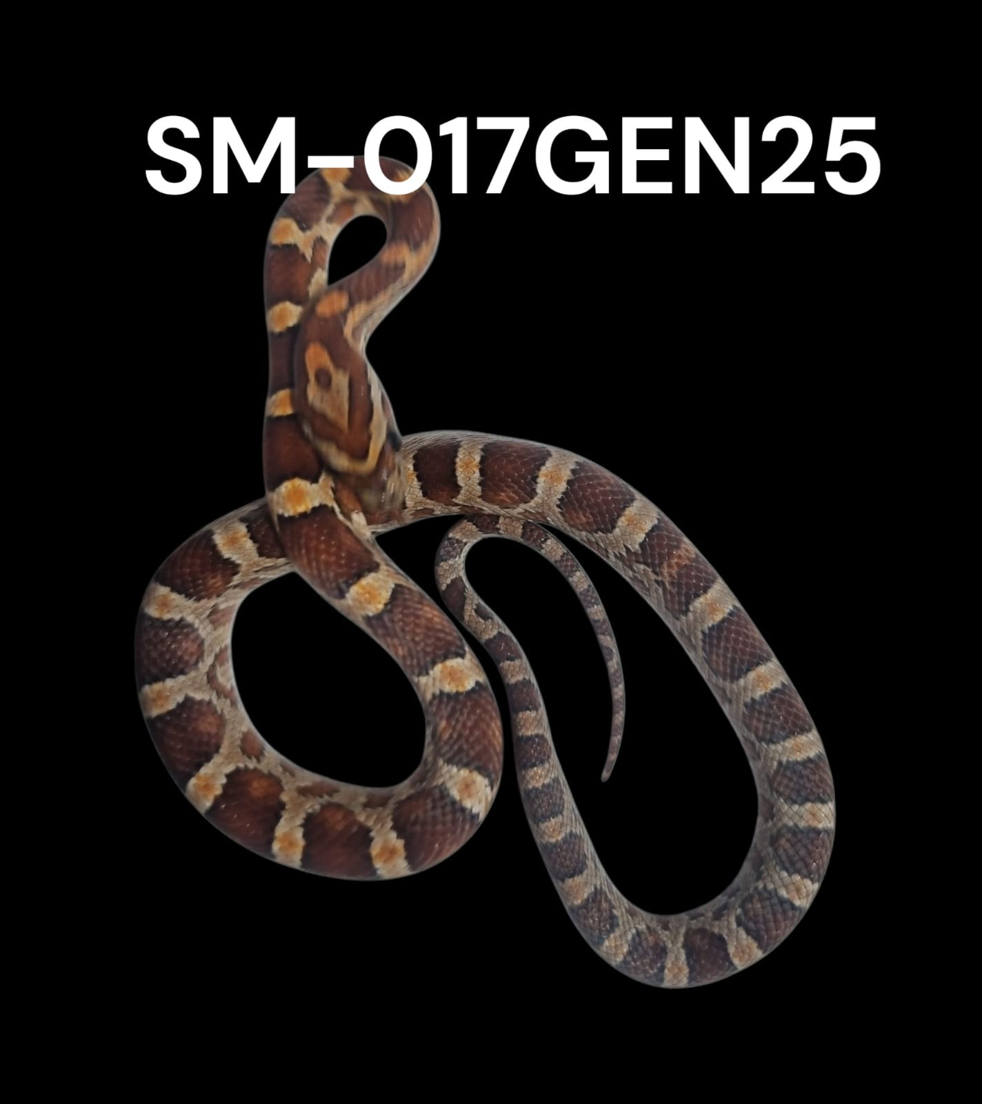 NOMINAL HET. STRIPE HET. PALMETTO HET. AMEL