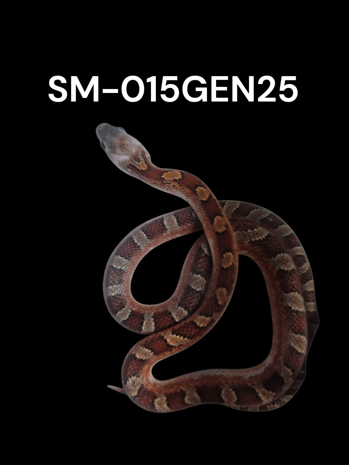 BLOODRED PIED SIDE WHITE HEAD HET. CINDER STRIPE