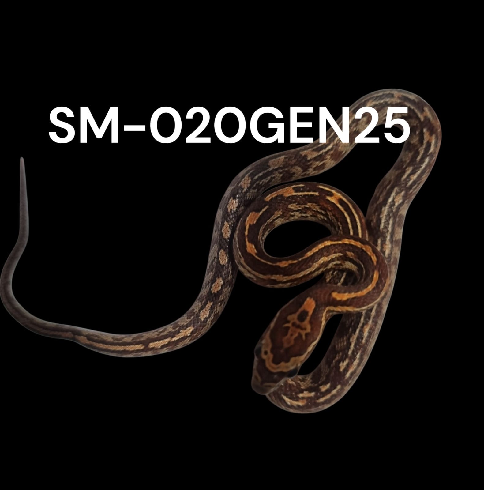 TESSERA HET. STRIPE HET. PALMETTO HET. AMEL