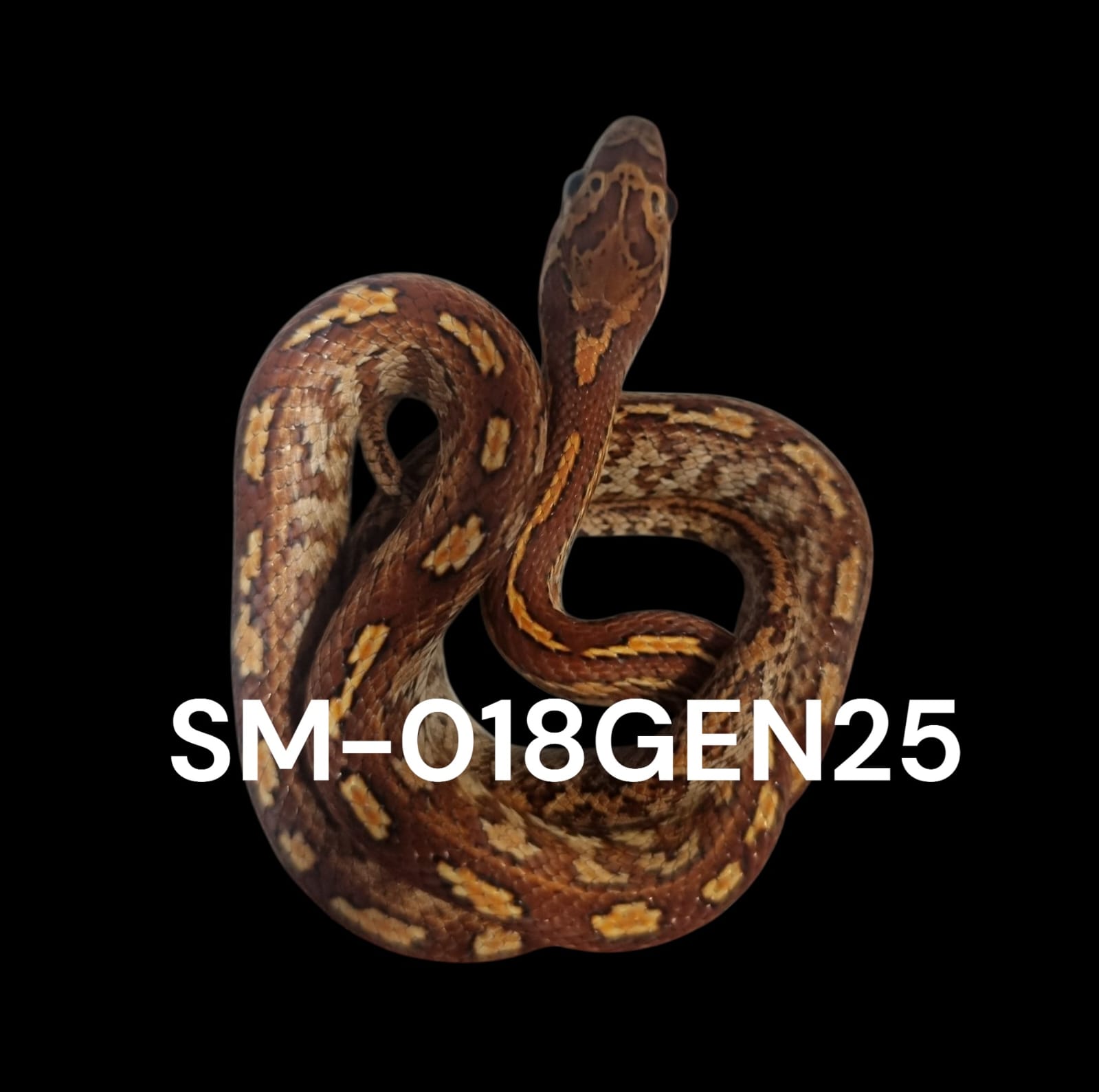 TESSERA HET. STRIPE HET. PALMETTO HET. AMEL