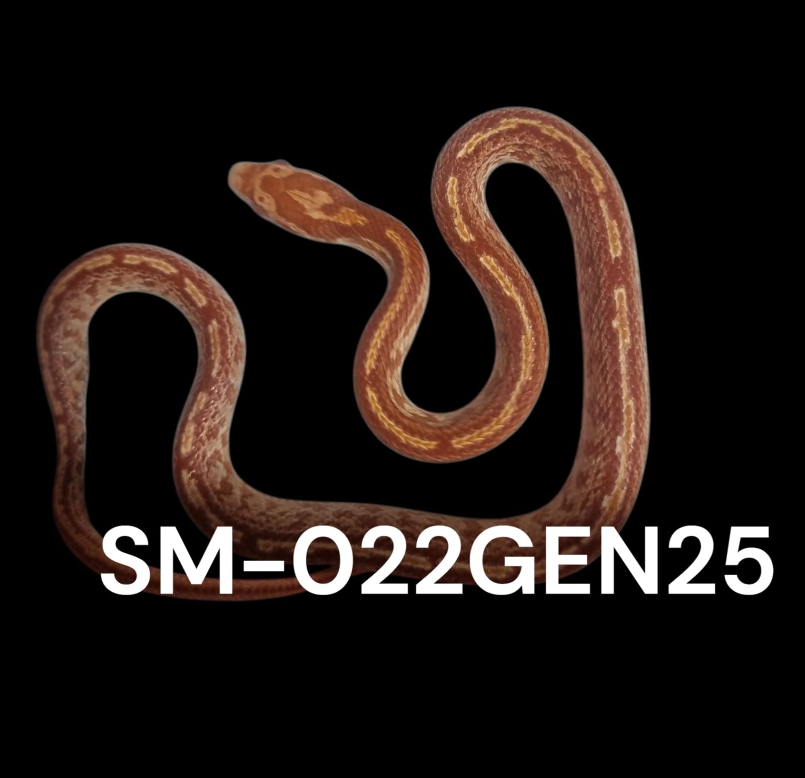 TESSERA AMEL HET. STRIPE HET. PALMETTO