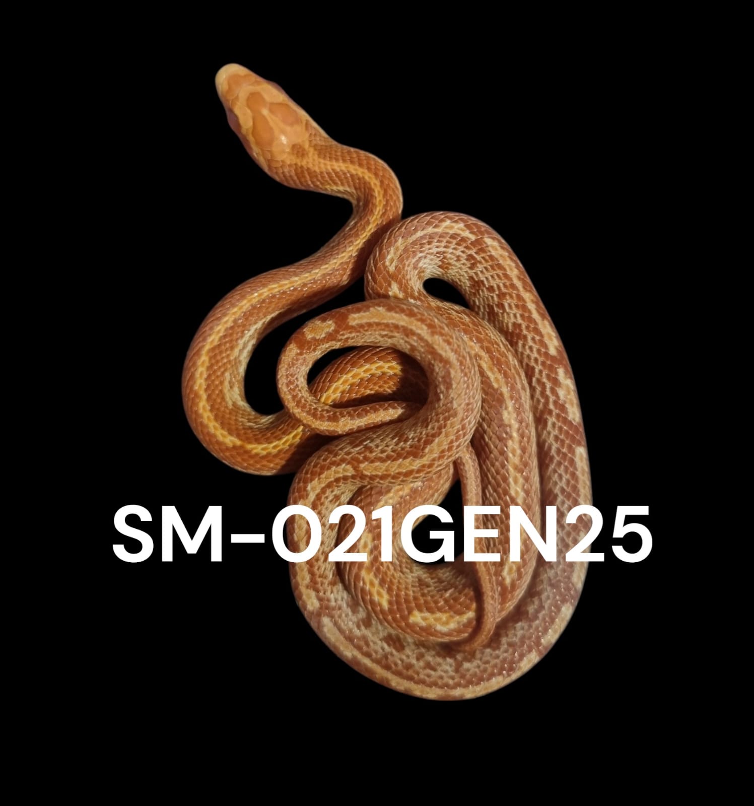 TESSERA AMEL HET. STRIPE HET. PALMETTO