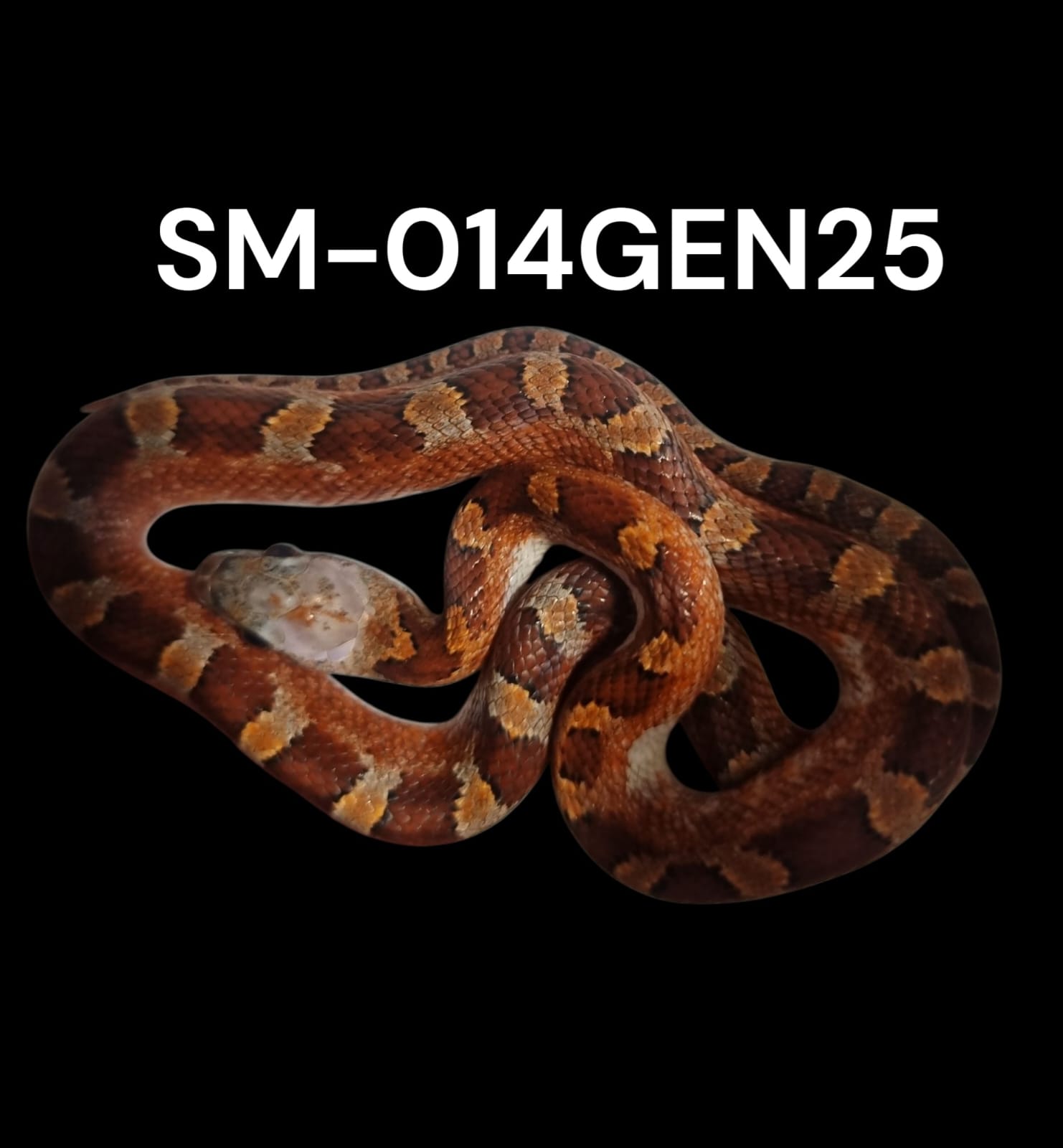 BLOODRED PIED SIDE WHITE HEAD HET. CINDER STRIPE