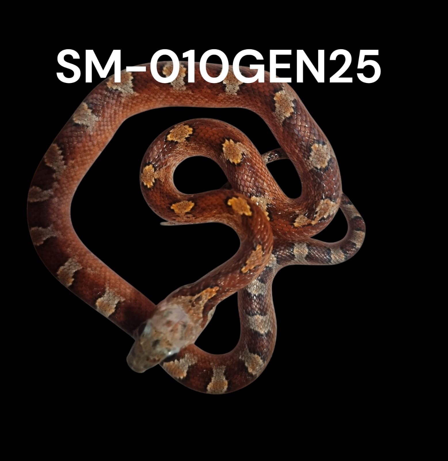 BLOODRED HET. CINDER STRIPE