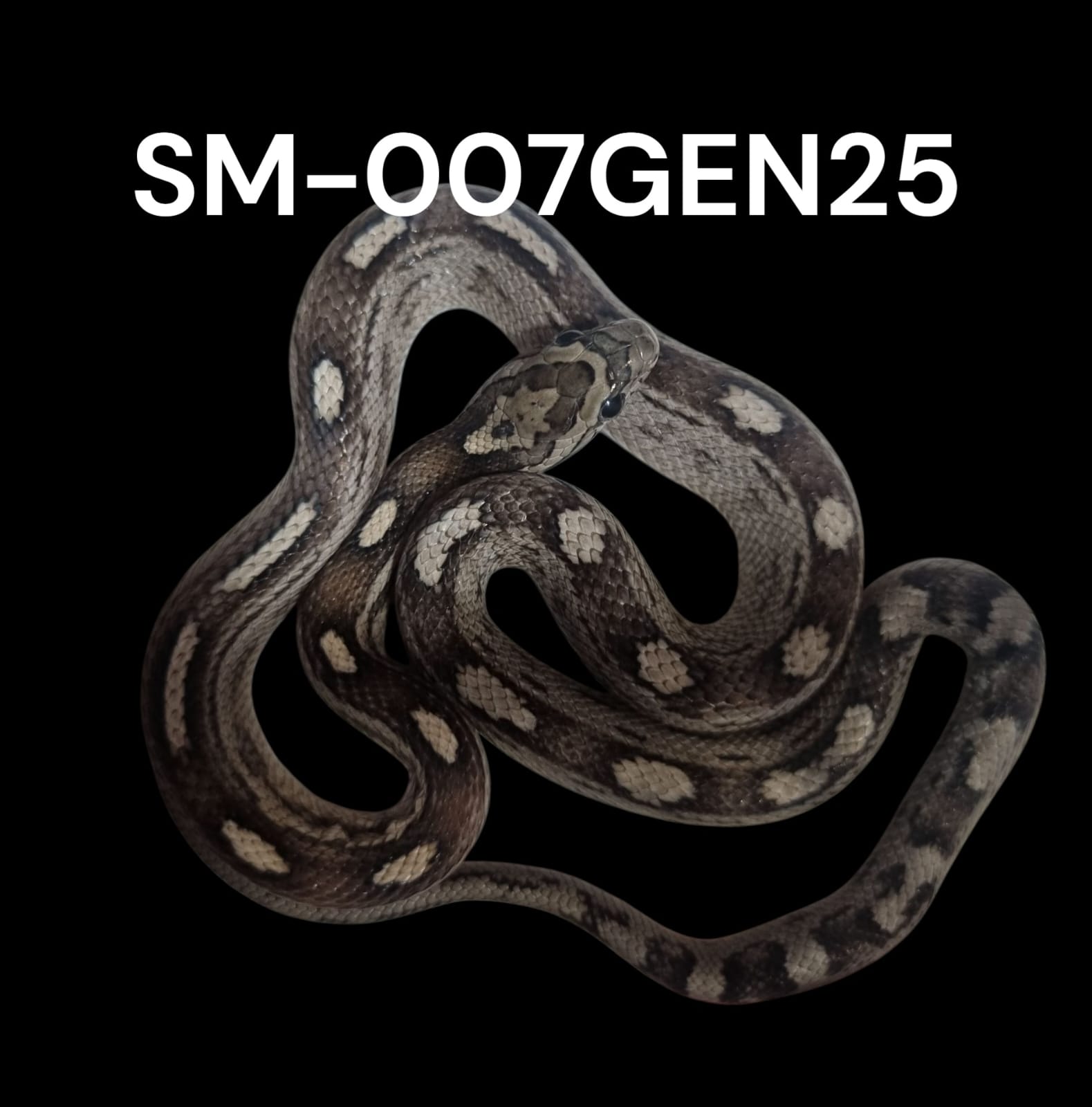 MOTLEY ANERY HET. AMEL