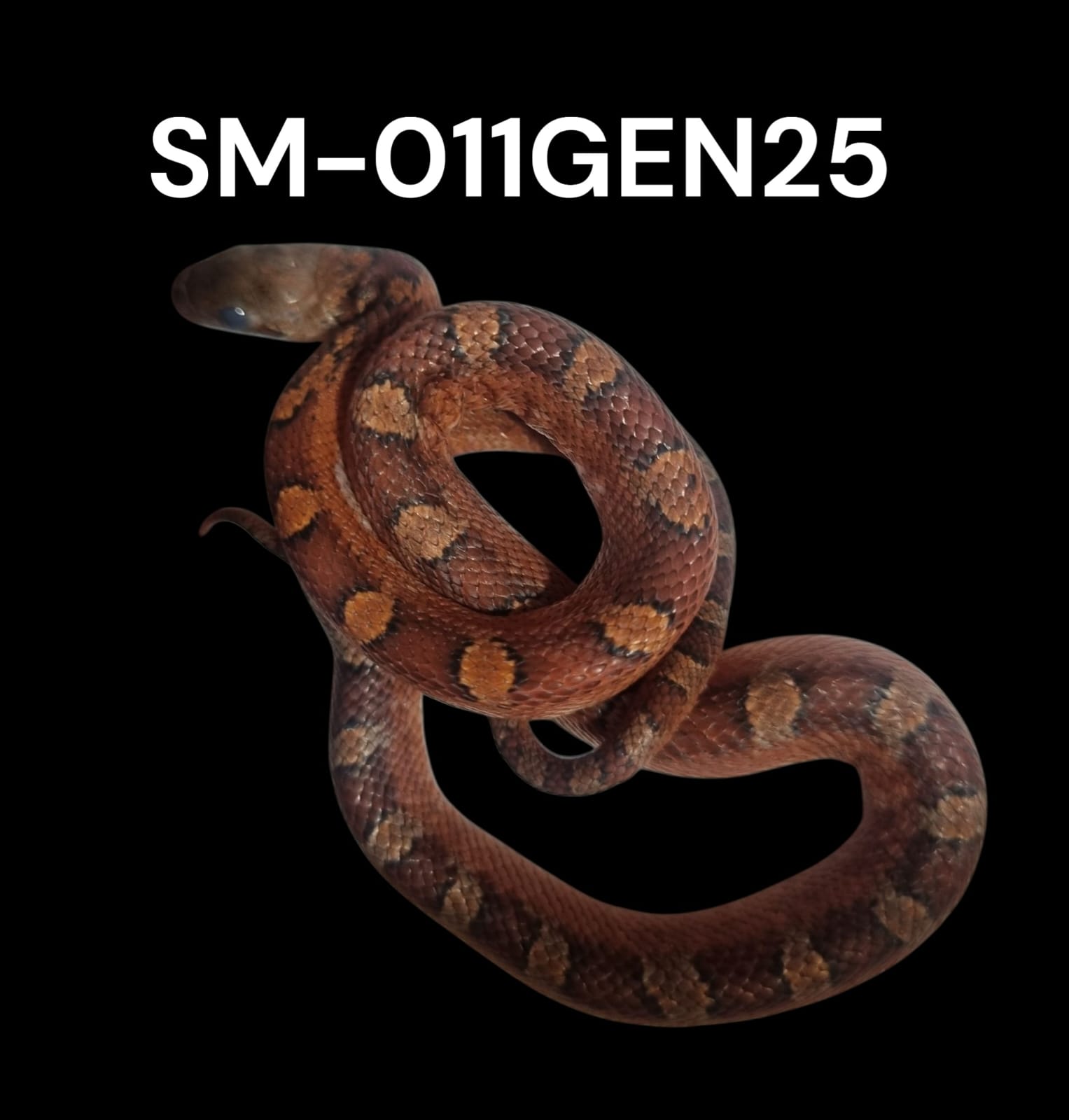 BLOODRED PIED SIDE HET. CINDER STRIPE