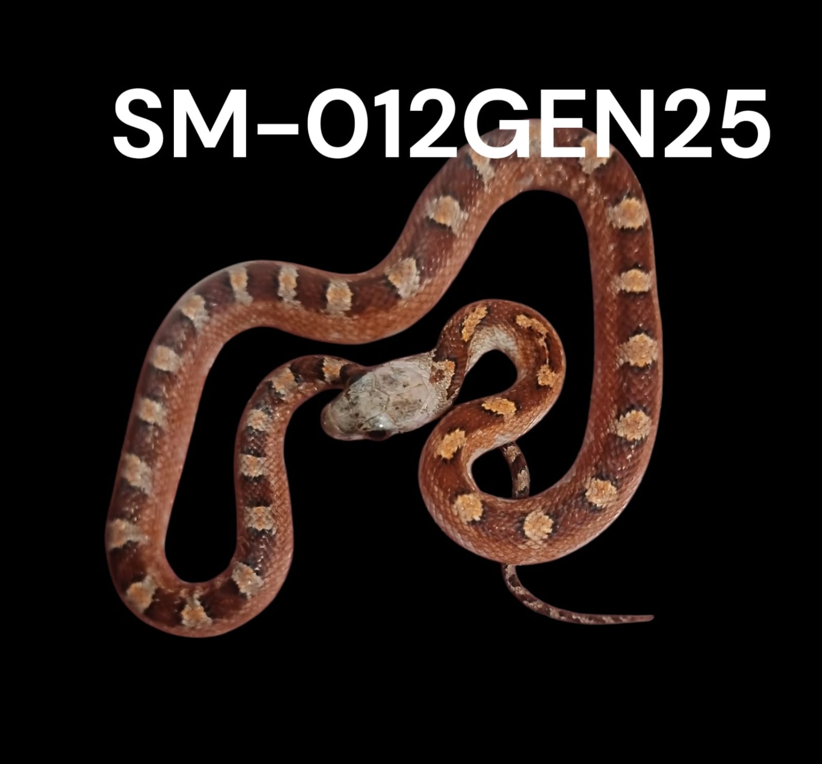 BLOODRED PIED SIDE HET. CINDER STRIPE